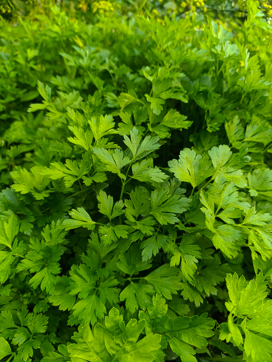 艾蒿泡水治受风：功效解析及使用指南