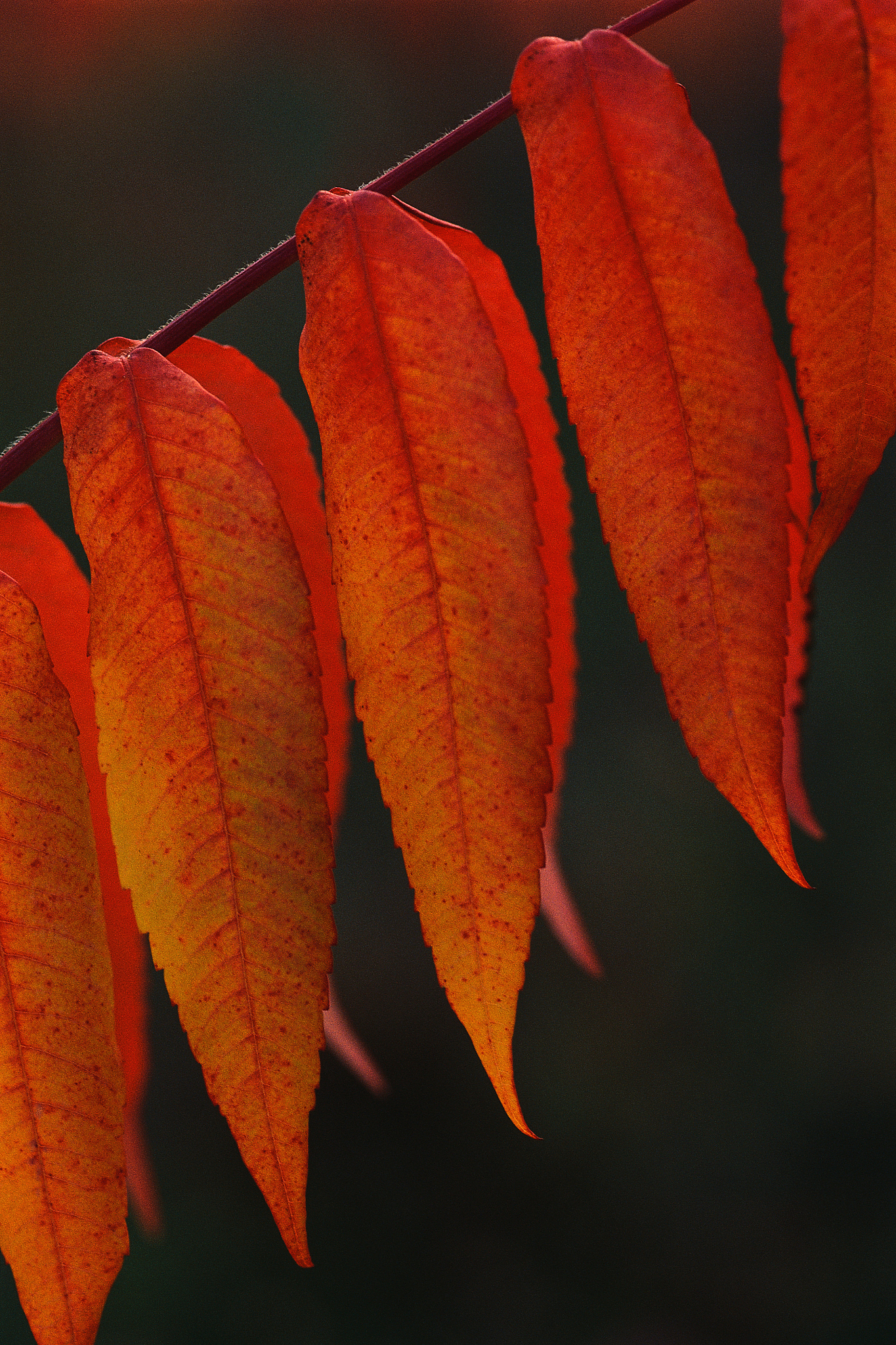苹果12红色换过屏幕能卖多少钱回答加拓展。