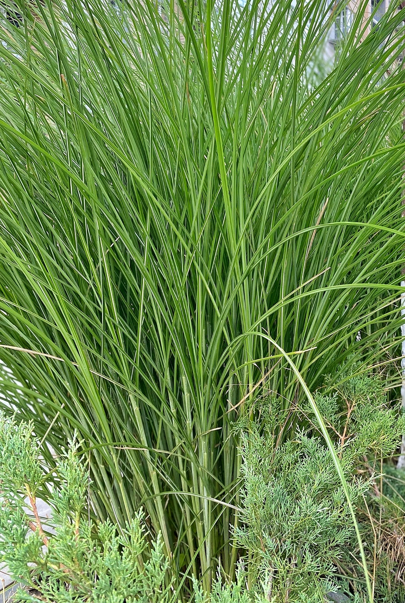 剪股颖适合在石家庄种植吗？冬季养护需要注意！