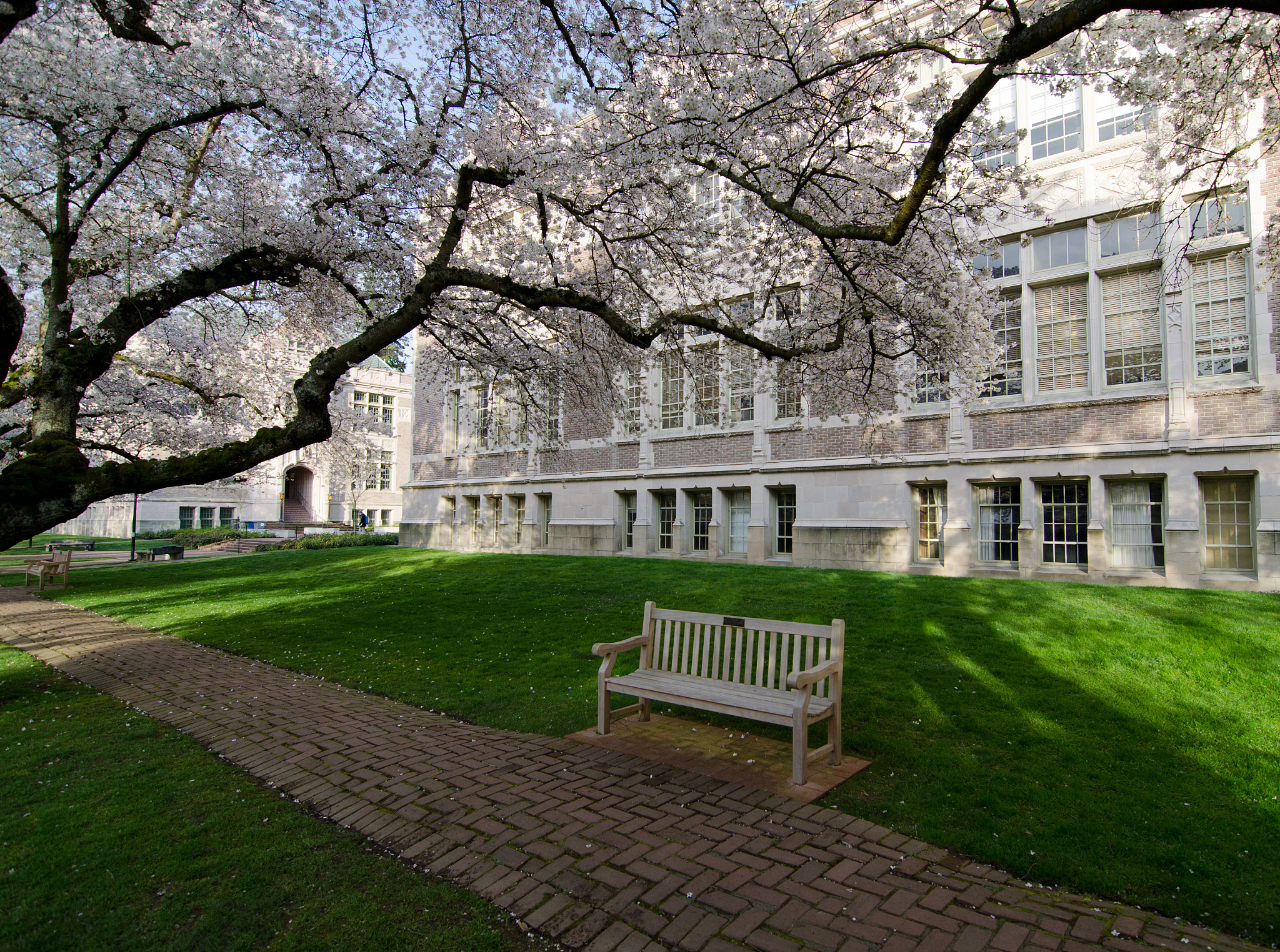 bench in sunrise shadows under cherry trees