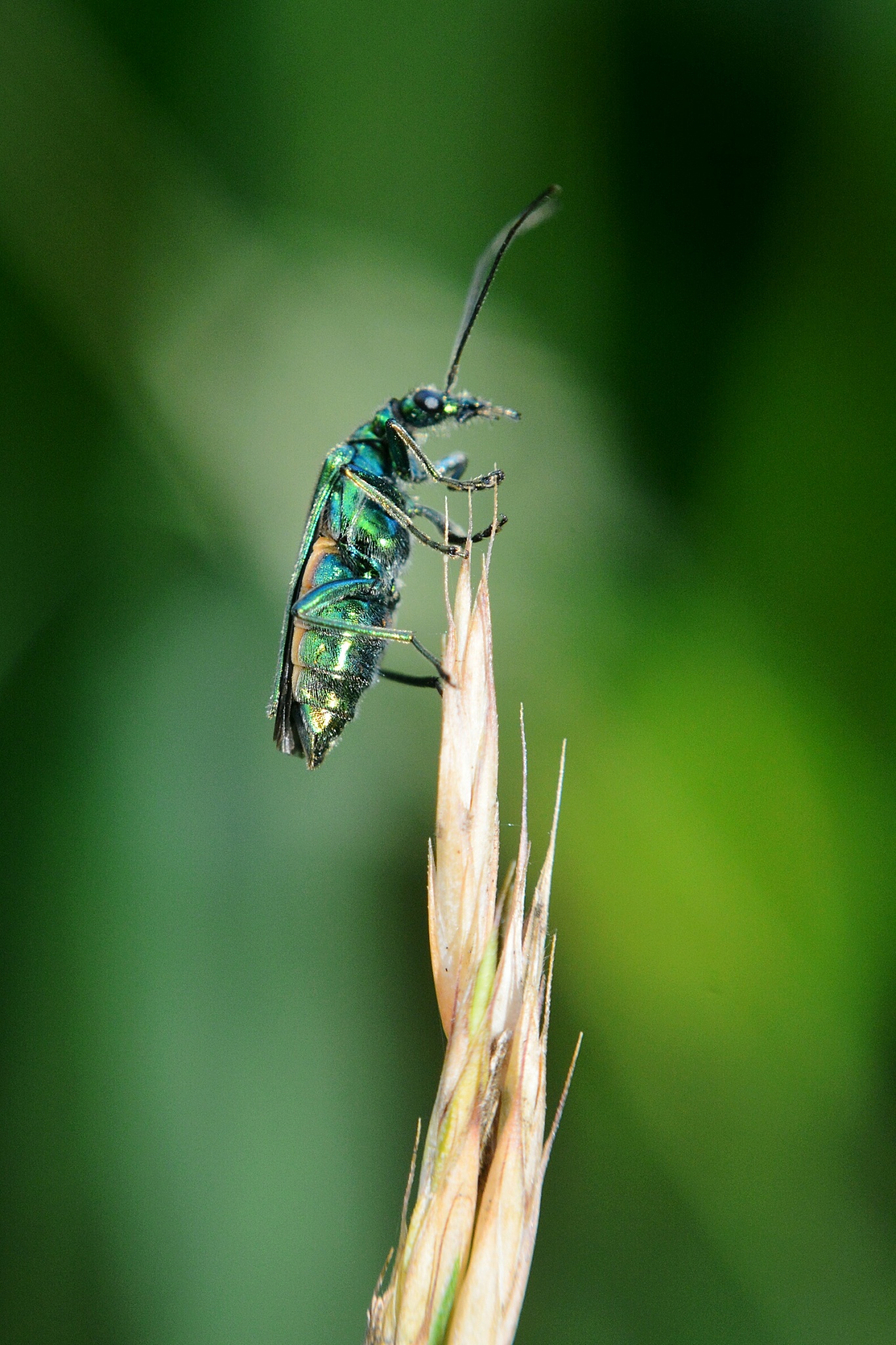 green spanish fly   -  insect on plant