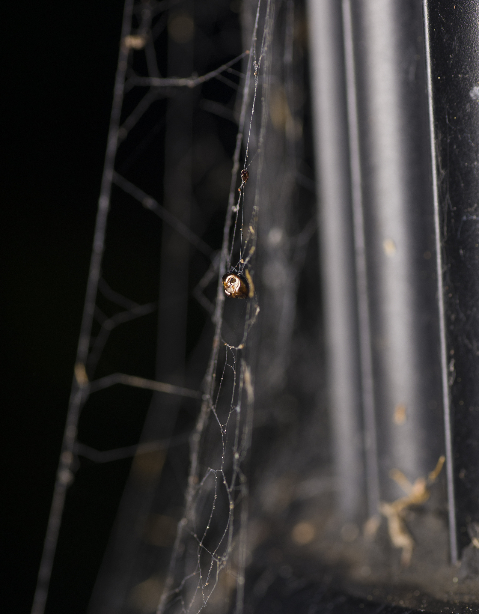 蜘蛛丝的秘密：强大的弹性和韧性