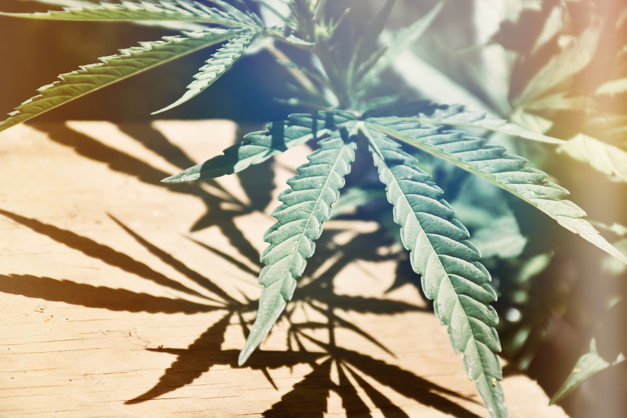 请作为科研人员写一下耐盐碱种质资源库建设的主要研究内容