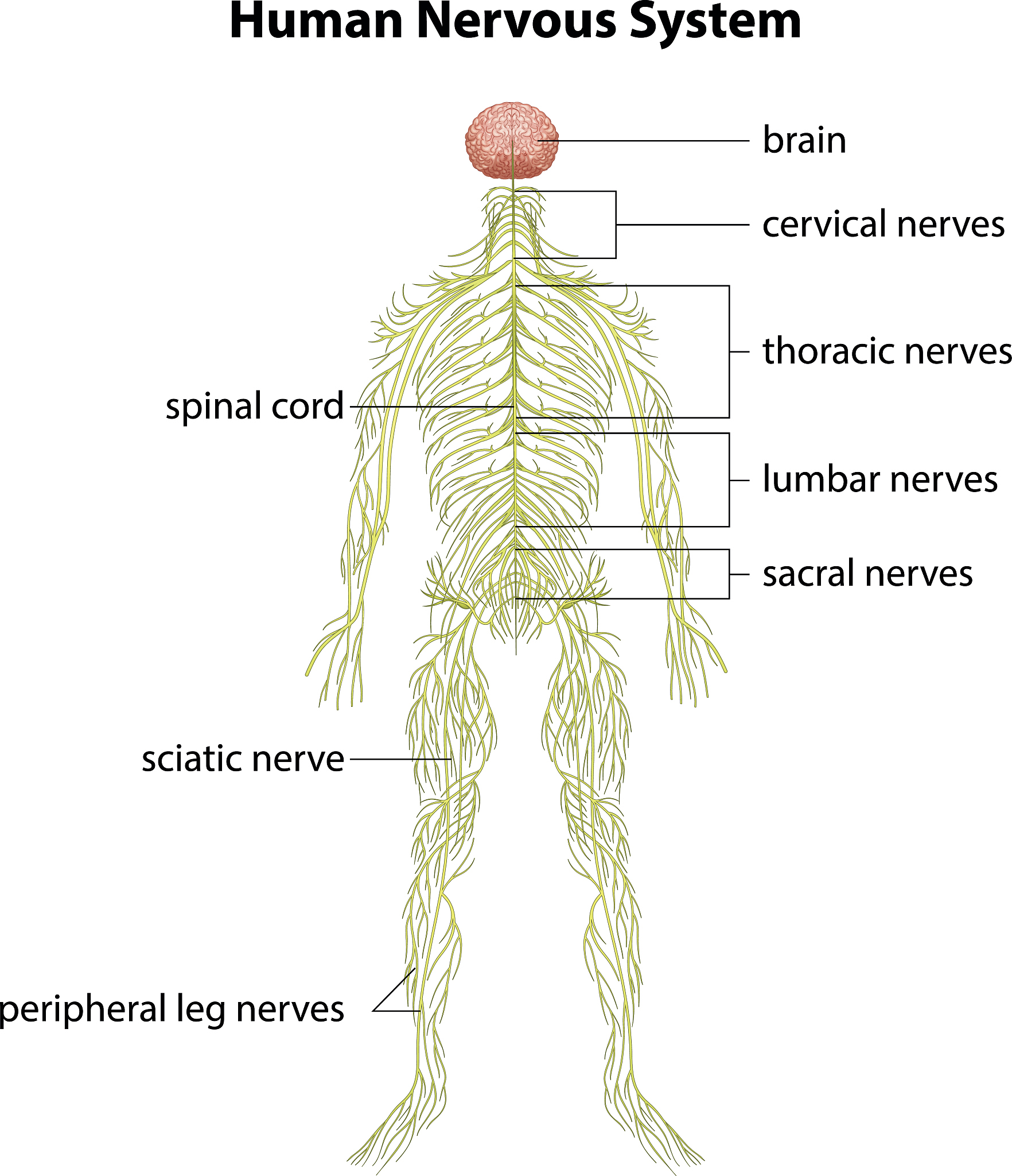 Changes in muscle activity were observed in healthy subjects under a newly designed biomechanical postural control model of cerebral palsy also known as GCST请润色上述文字