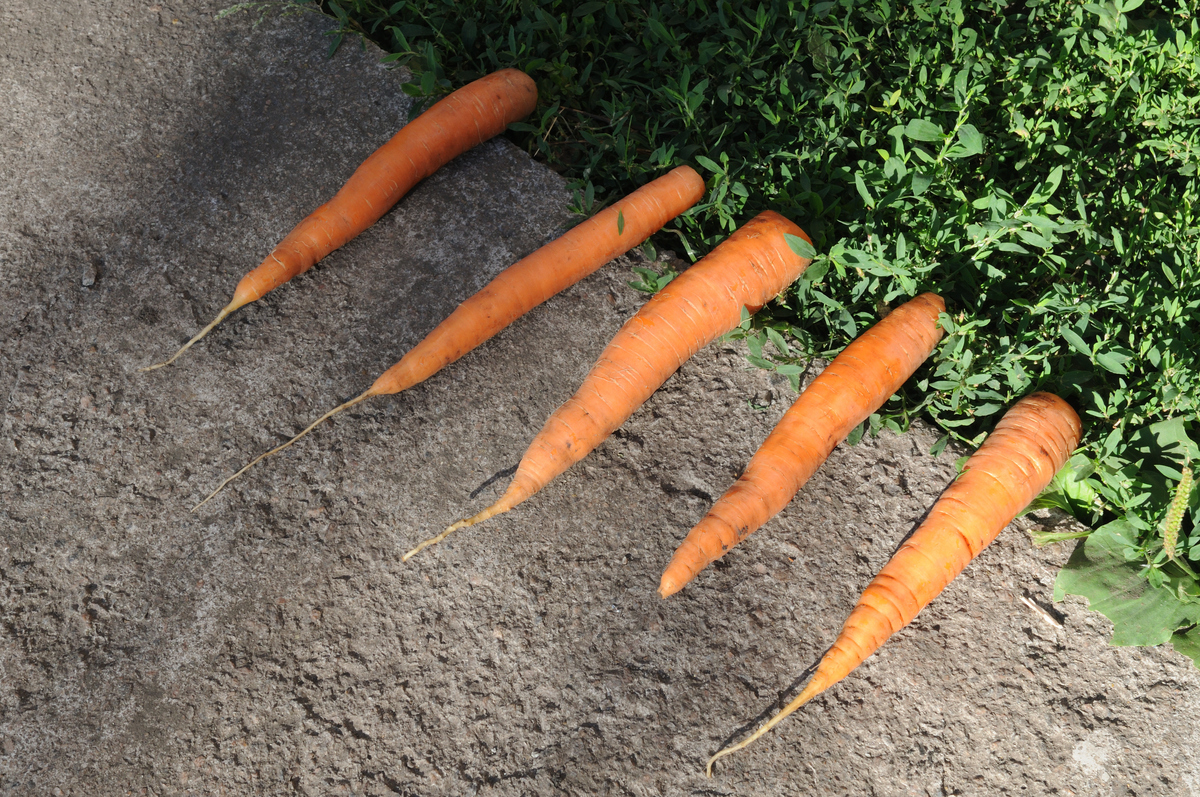 萝卜育种方案：从品种筛选到推广全流程解析