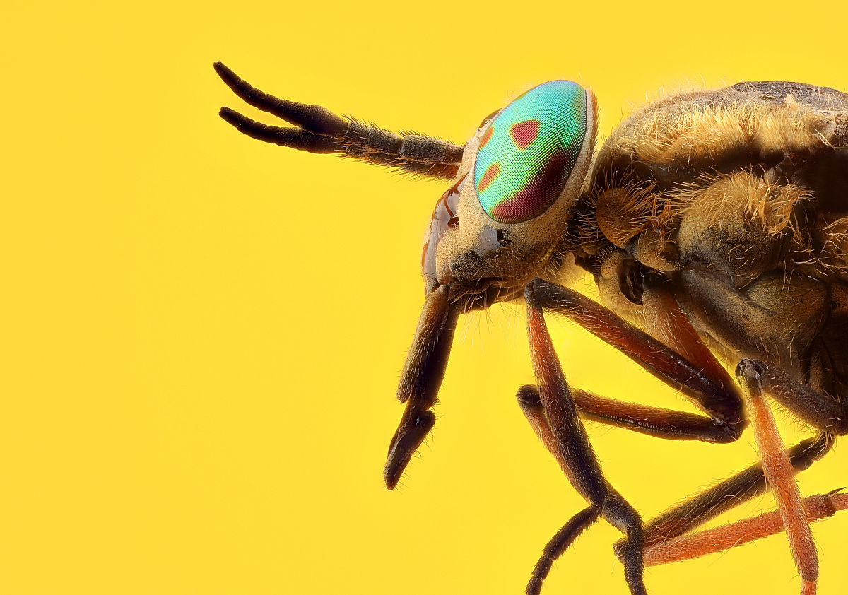 马蝇(chrysops relictus).集中堆放