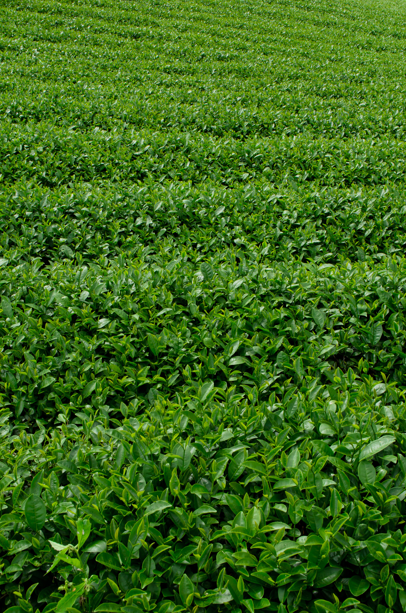 鸿蒙系统恢复出厂设置：简单步骤，轻松还原手机