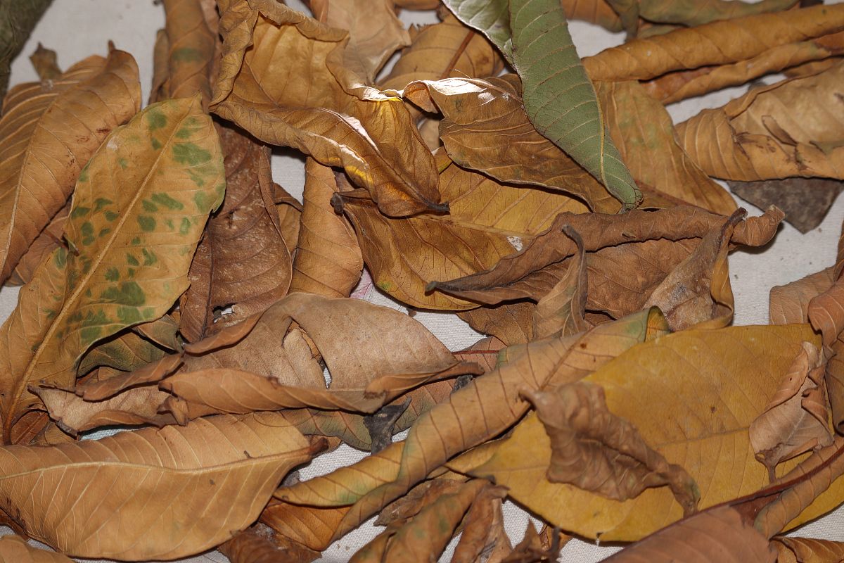 树皮炒树叶：美味健康的民间传统美食