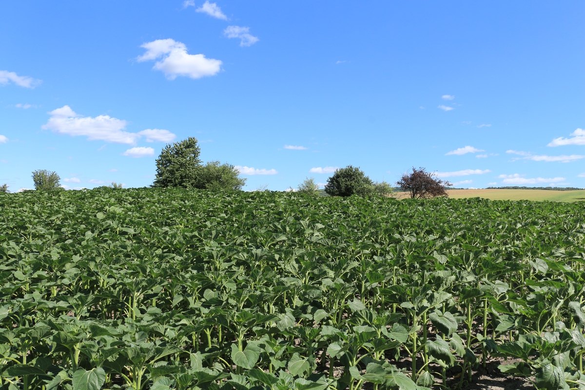 PLANT PRODUCTION SCIENCE: 推动可持续农业发展的国际期刊