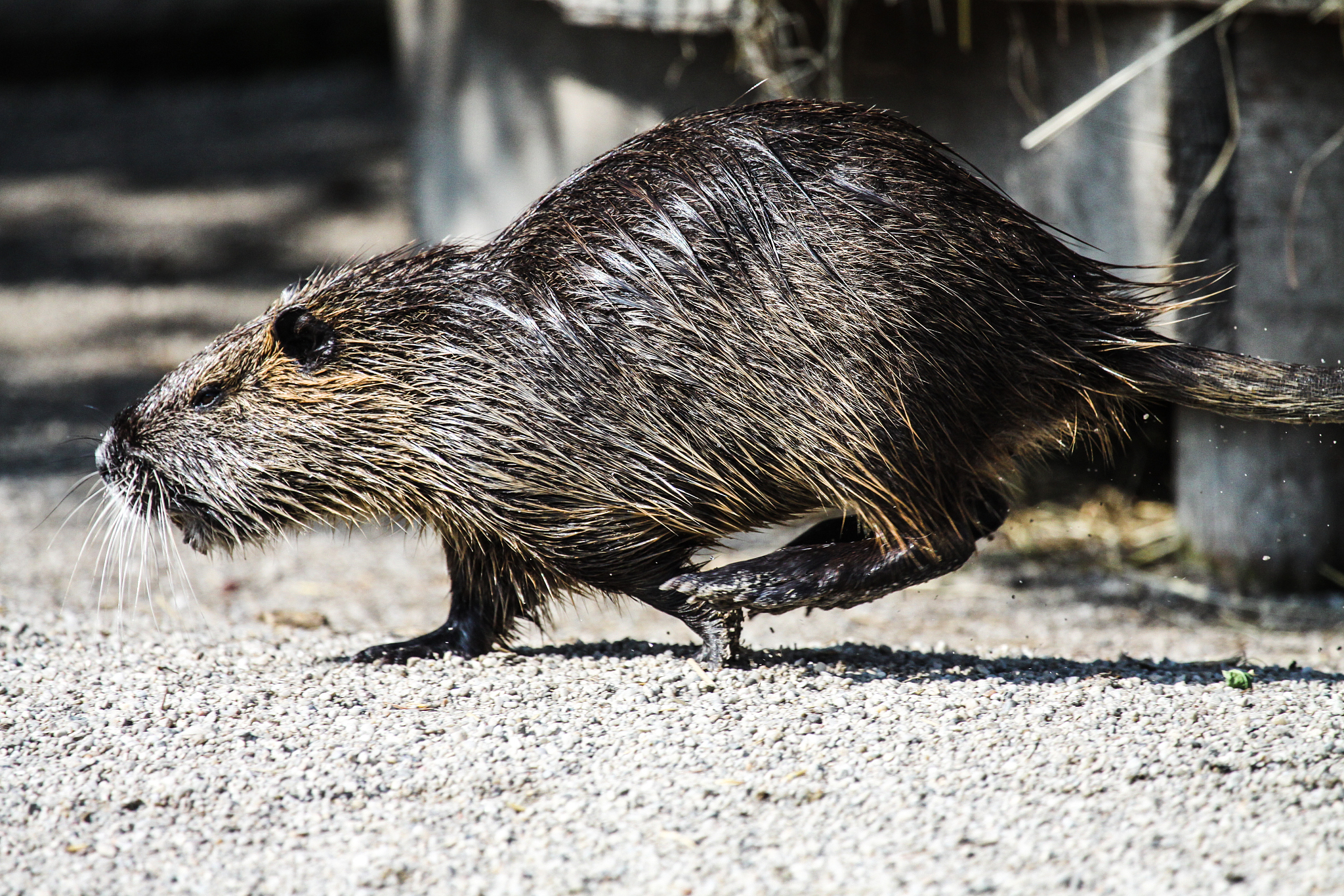 老鼠：特征、习性及与人类的关系