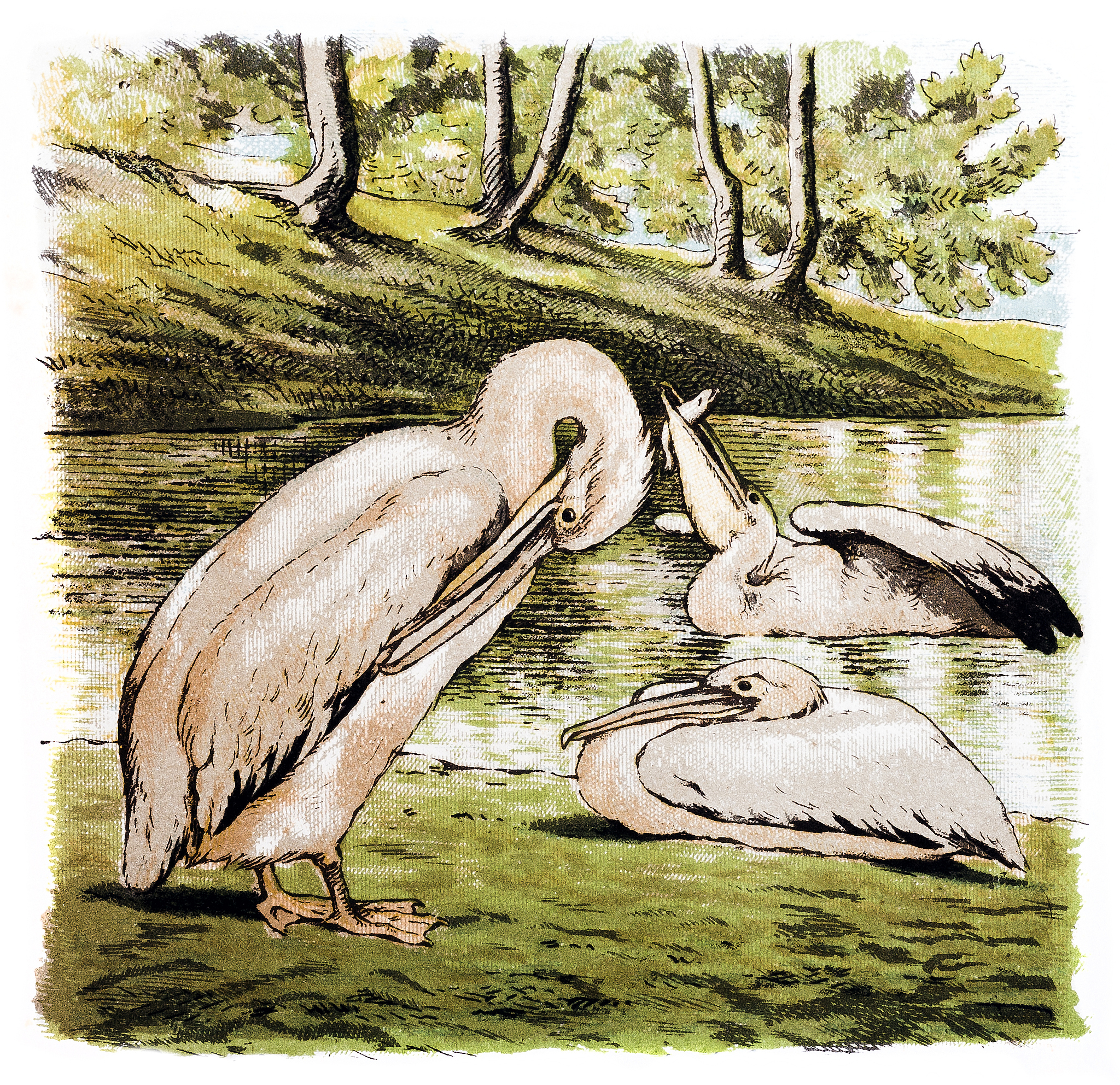 A white heronEnglish original versionA WHITE HERON Sarah Orne Jewett I The woods were already filled with shadows one June evening just before eight oclock though a bright sunset still glimmered faint