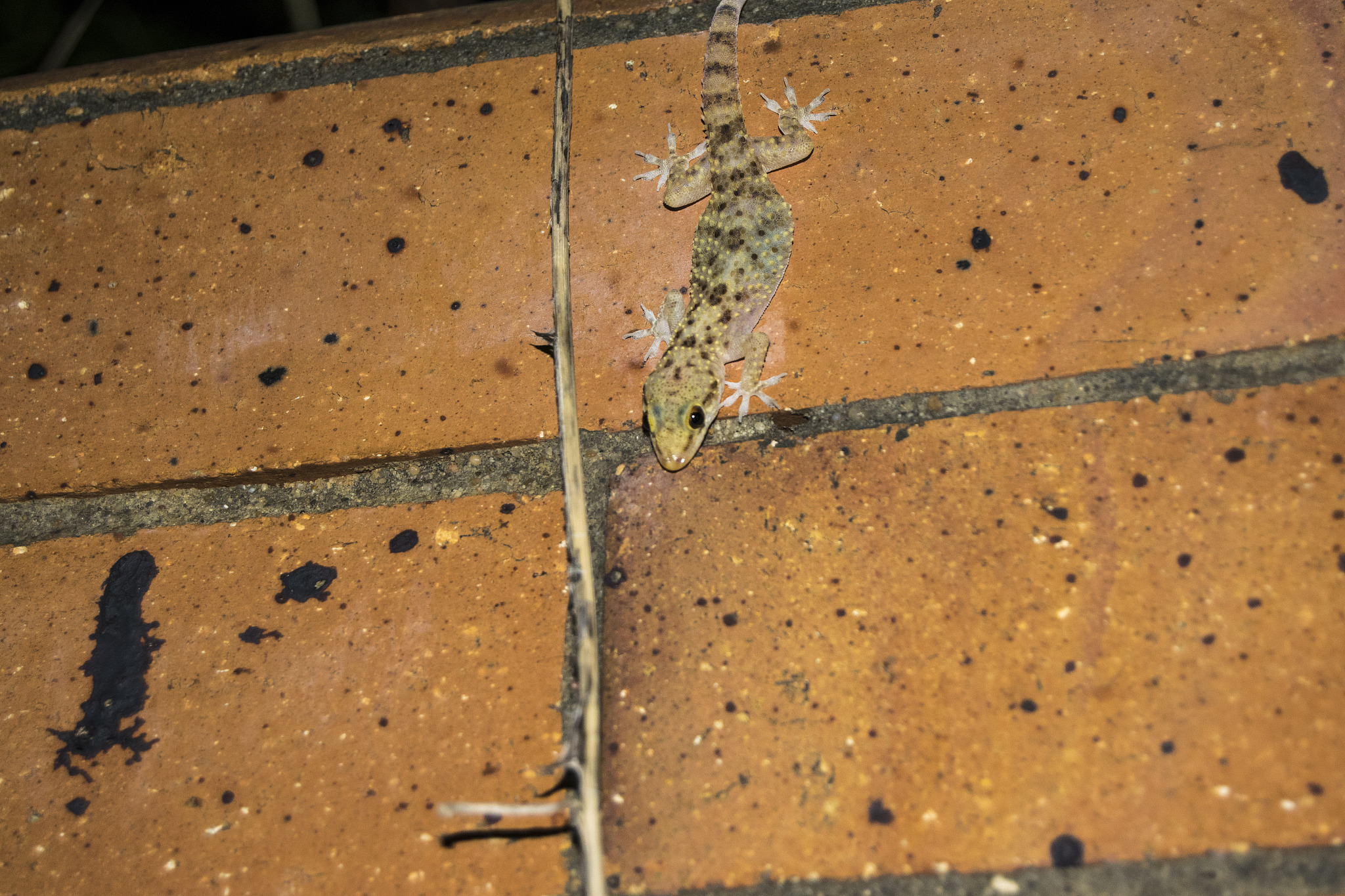 small lizard on the wall