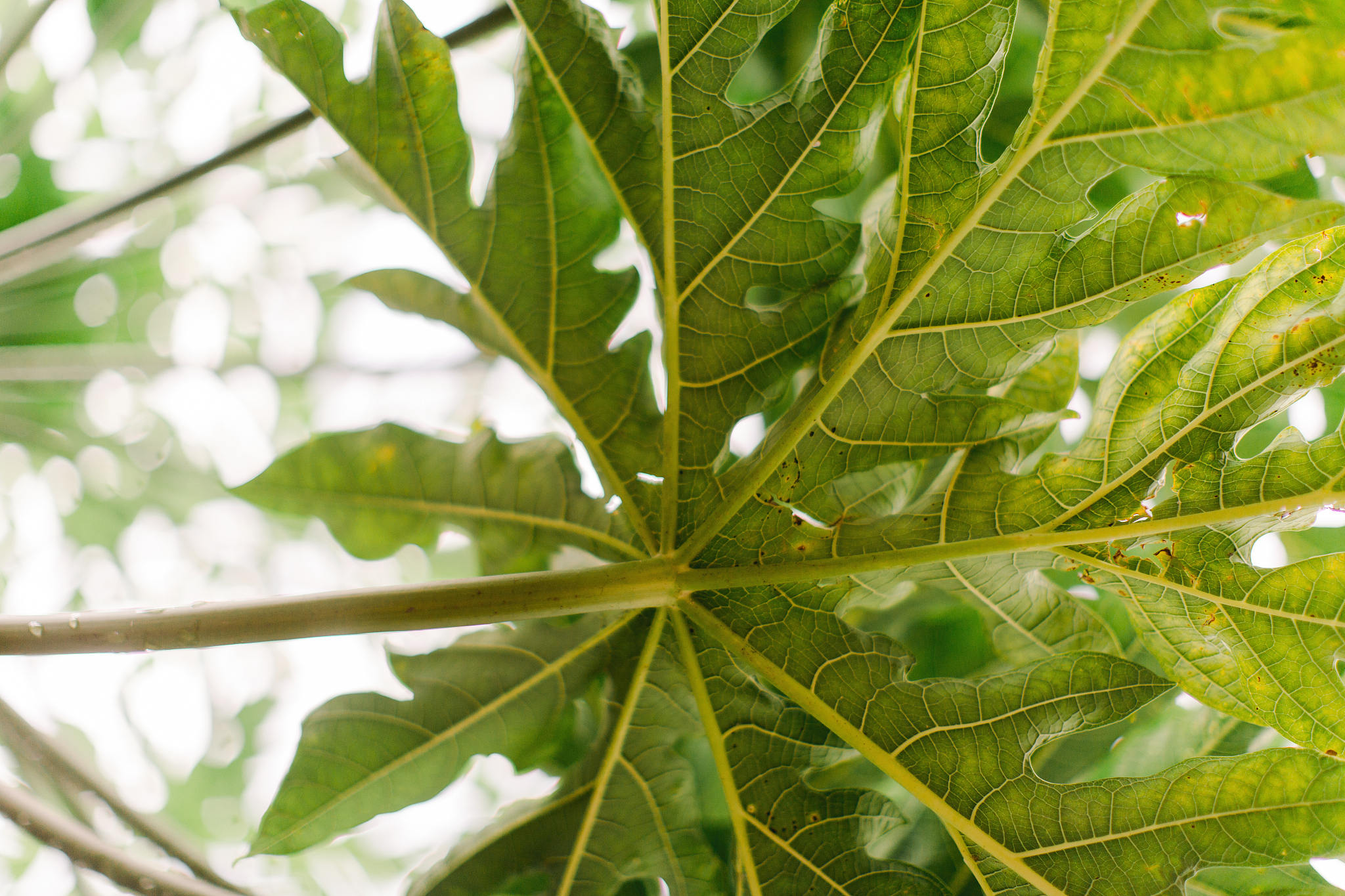 green leaves of a tropical tree