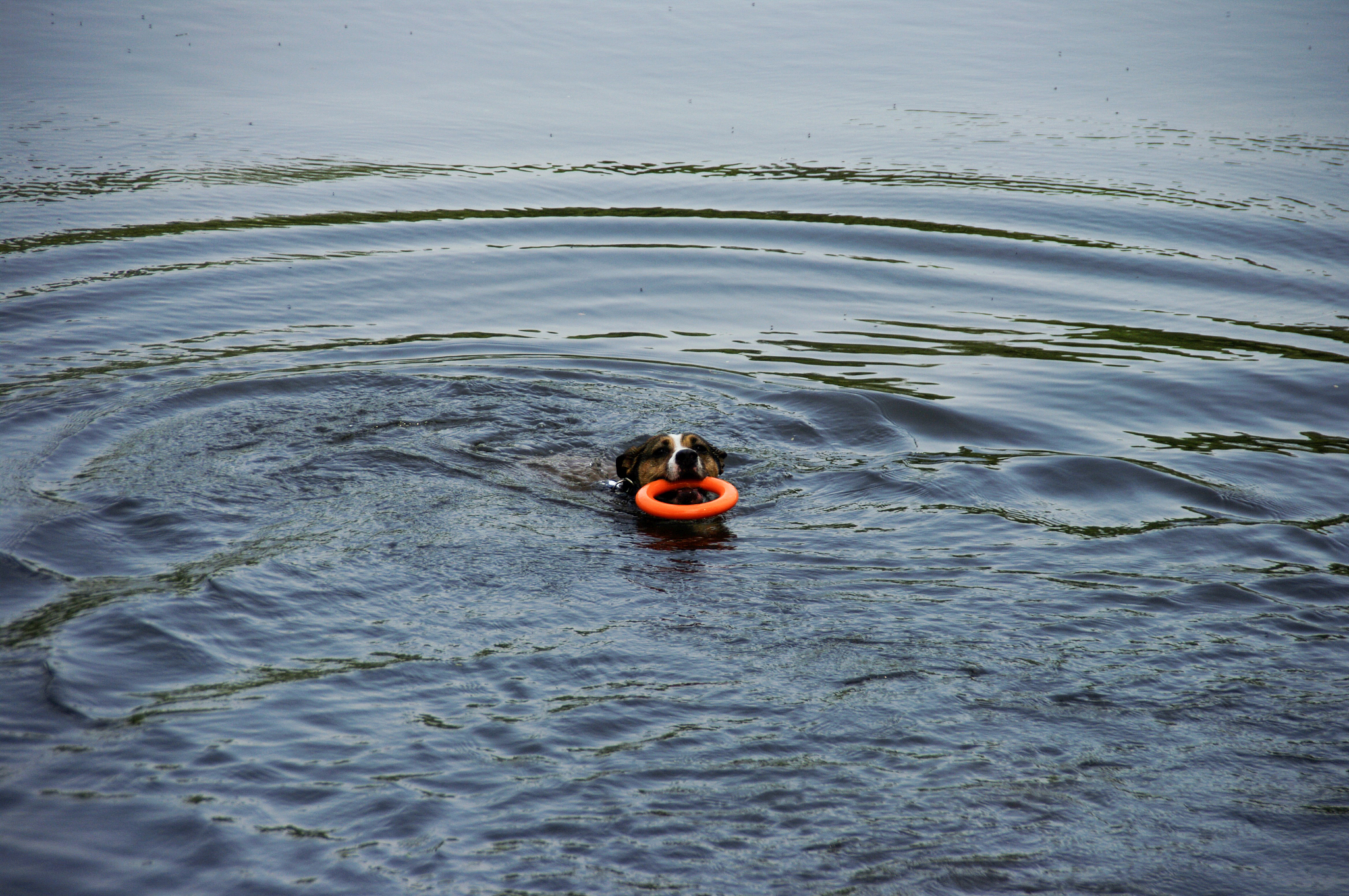 dogs playing in the water