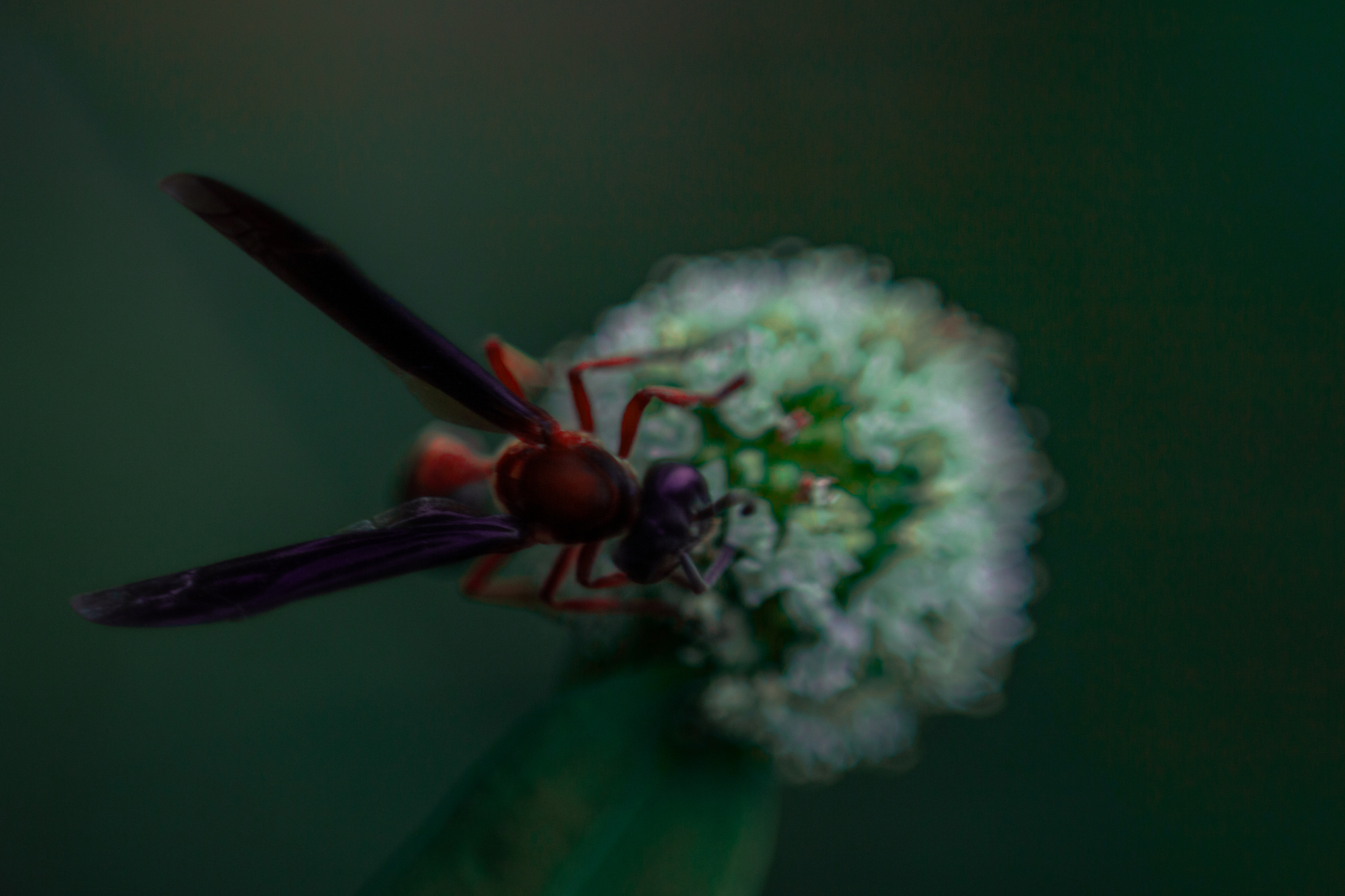 insect