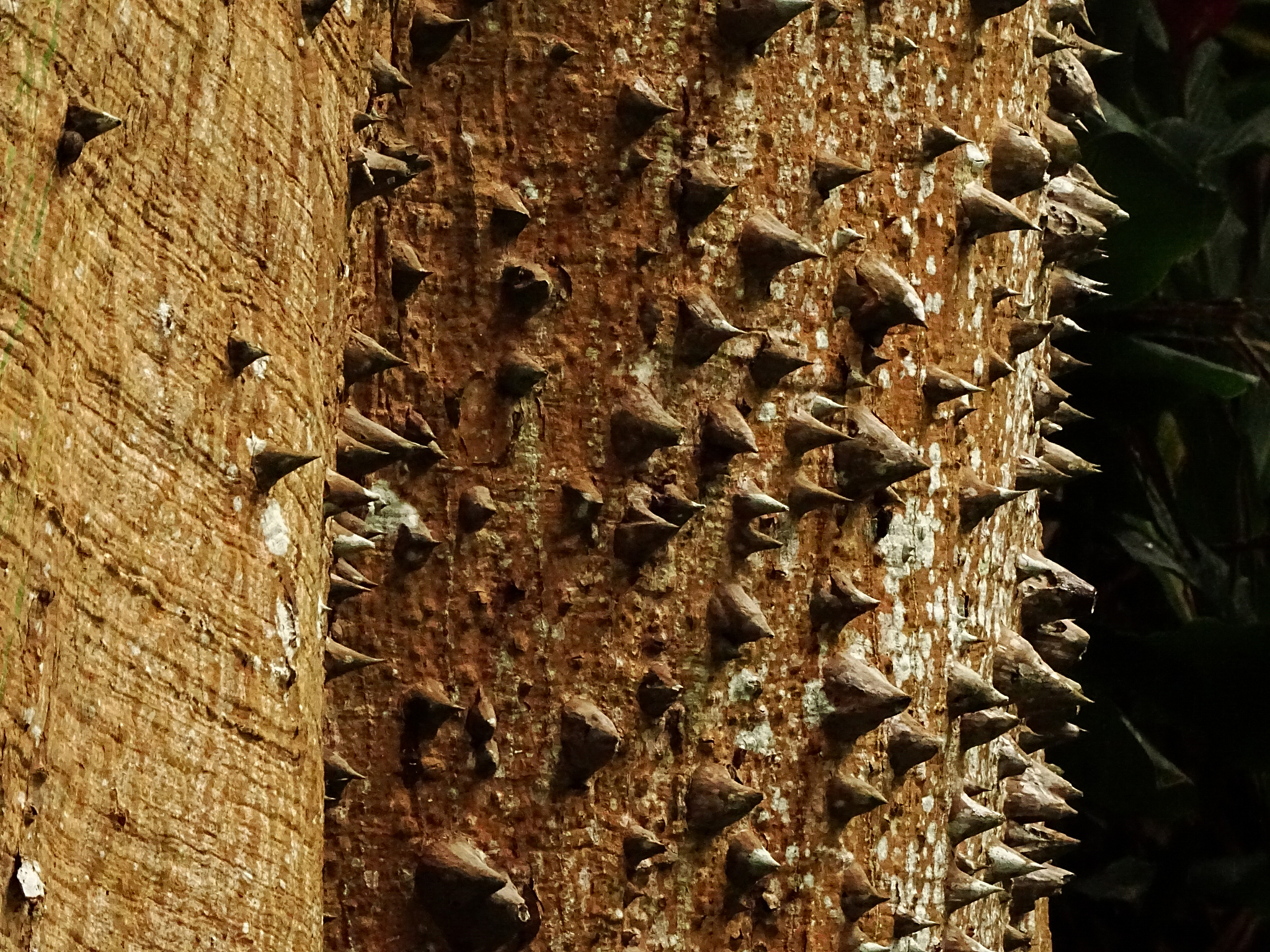 tree trunk  with thorn from guadeloupe