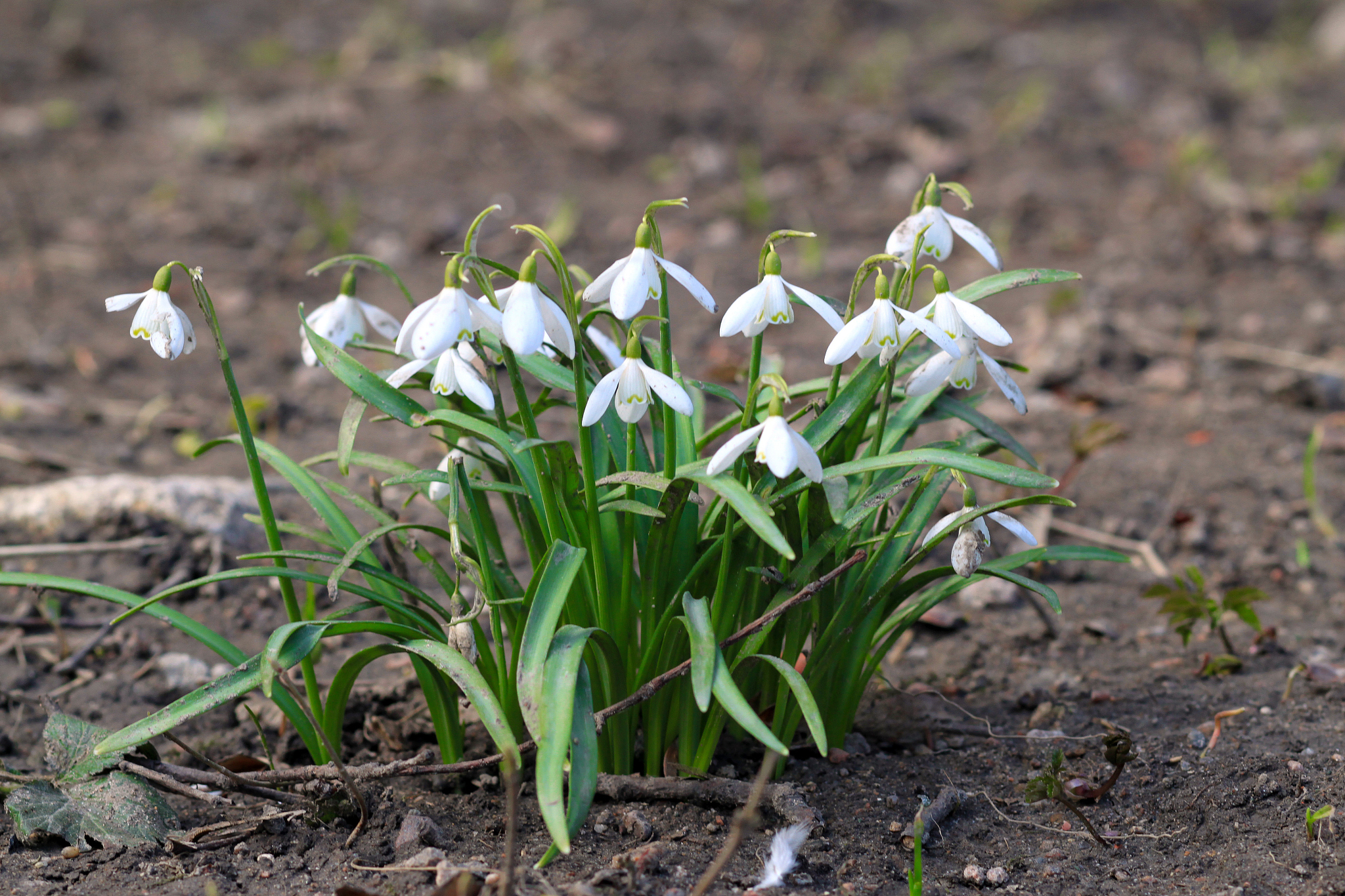 white flowers