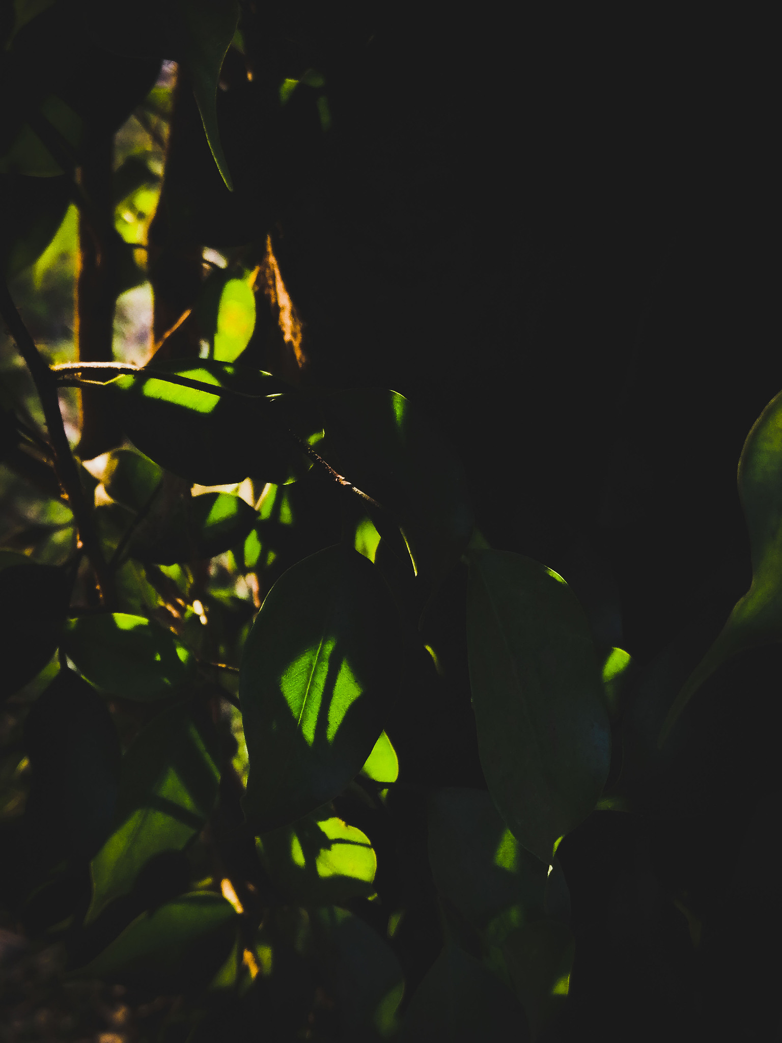 家里庭院种哪种无花果树好吃