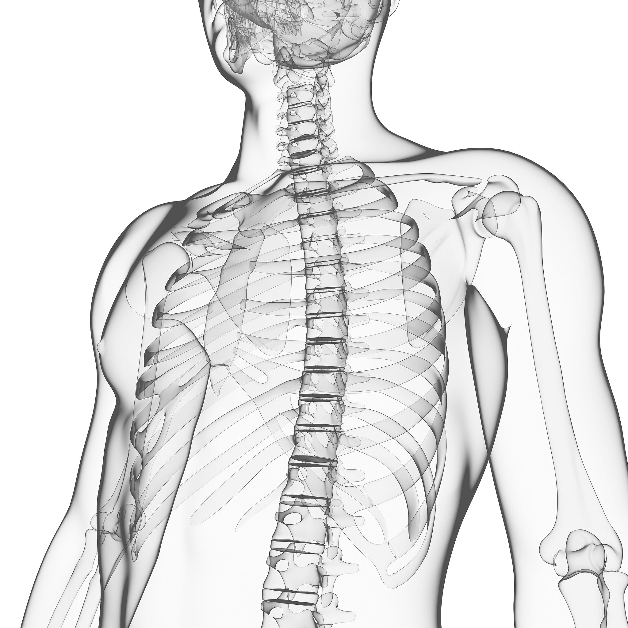 锁骨：人体骨骼结构和功能详解