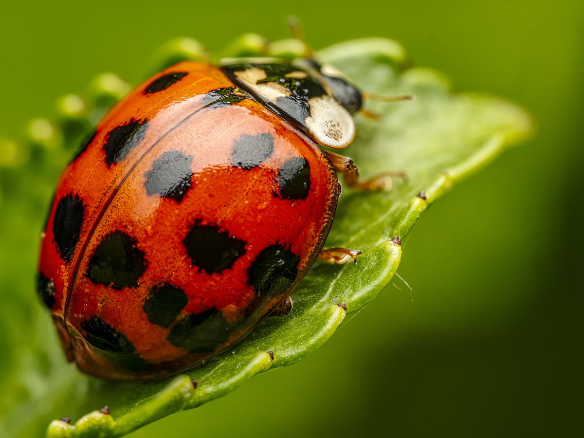 七星瓢虫：外形特征与识别