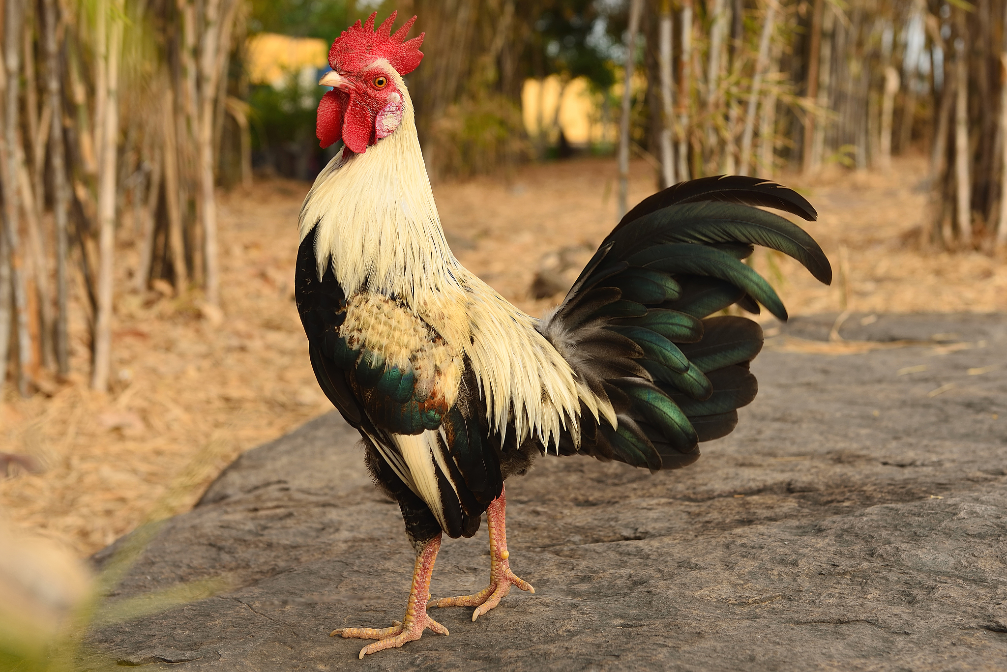 the red junglefowl (gallus gallus,wild chickens)