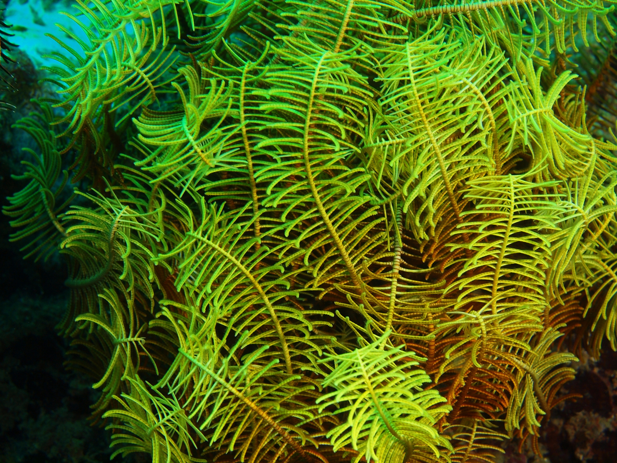 help me write an introduction for Woeseiaceae