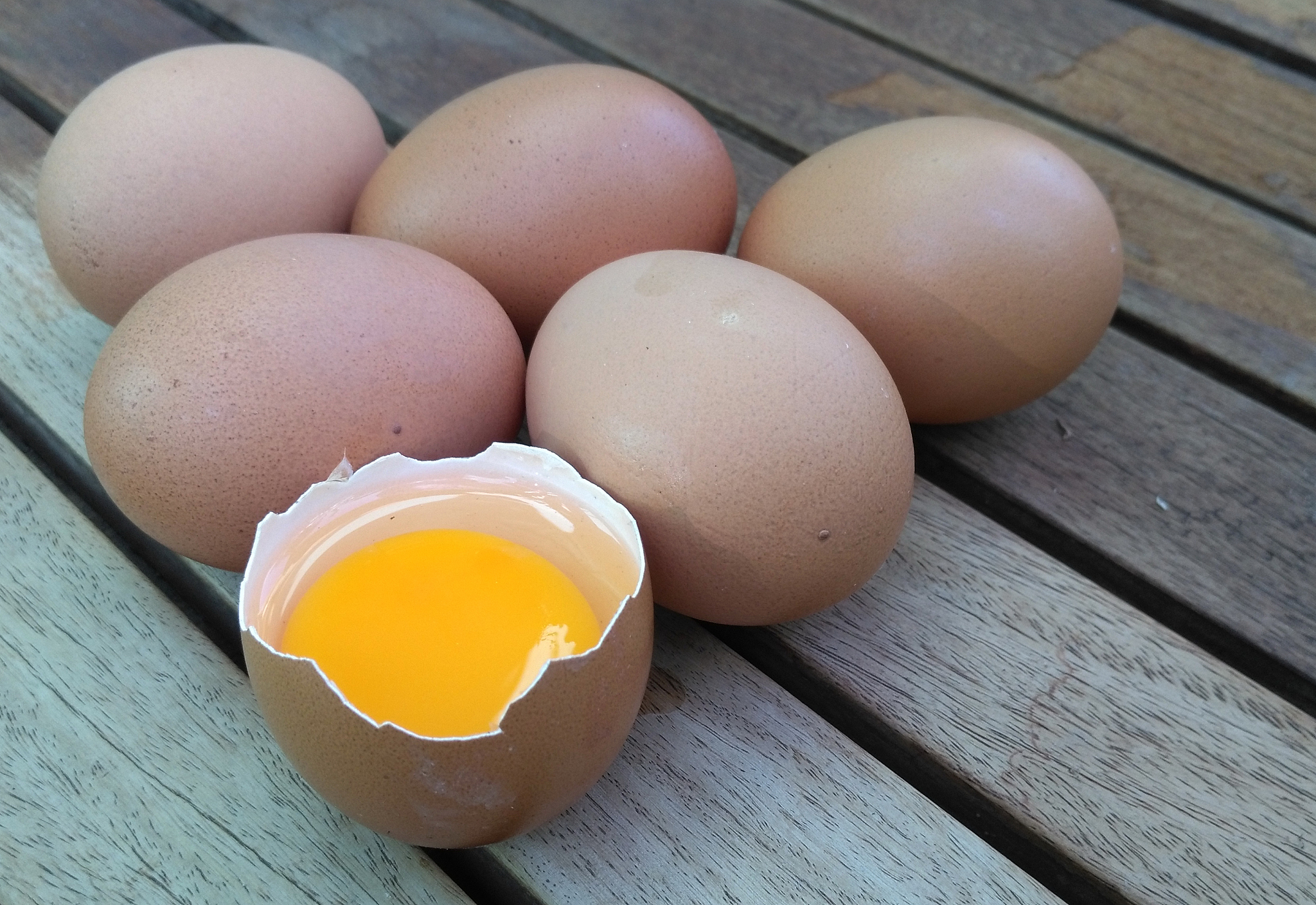 chicken egg