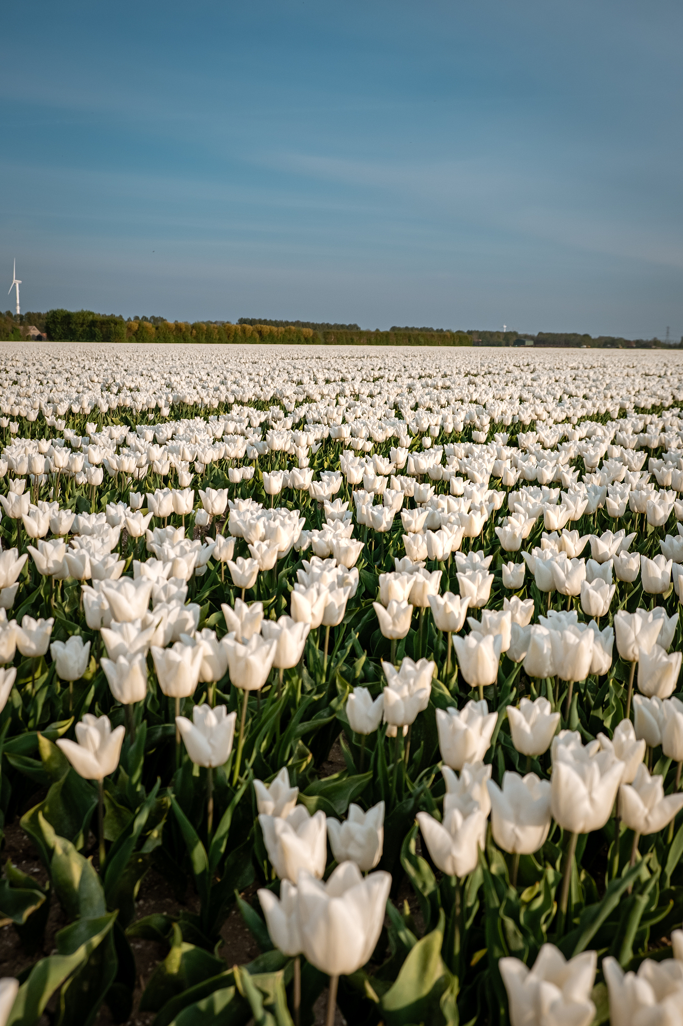 white tulip flower field during spring in the netherlands noordo