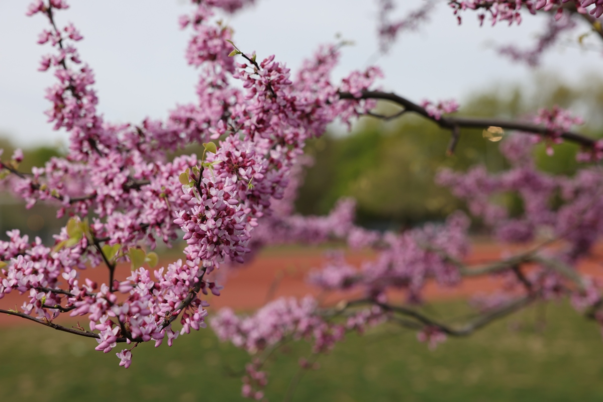 岁岁春草生踏青二三月又是一年青草绿又是一季清明时春暖花开万物复苏感觉味蕾也随之醒来说到春天的味道你会想到什么呢？上面这段话帮我换一个表达方式来描写春天到来的画面文字要优美简洁