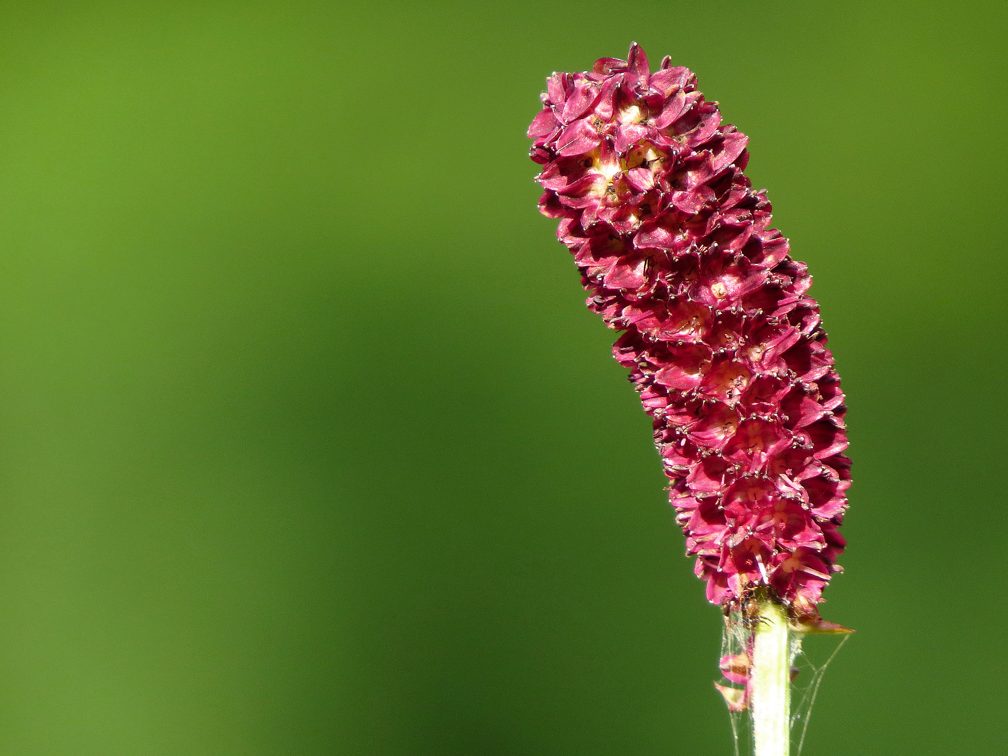 great burnet (sanguisorba officinalis) - greater burnet flower