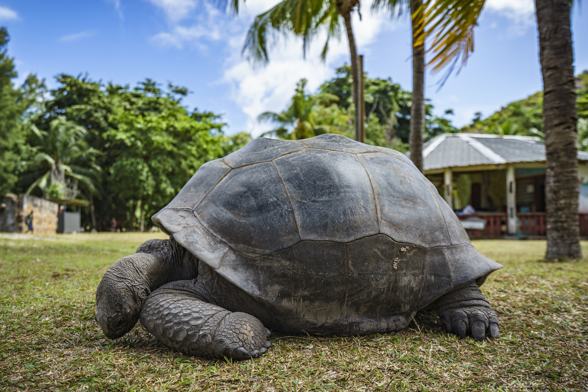 portrait of a giant tortoise 53