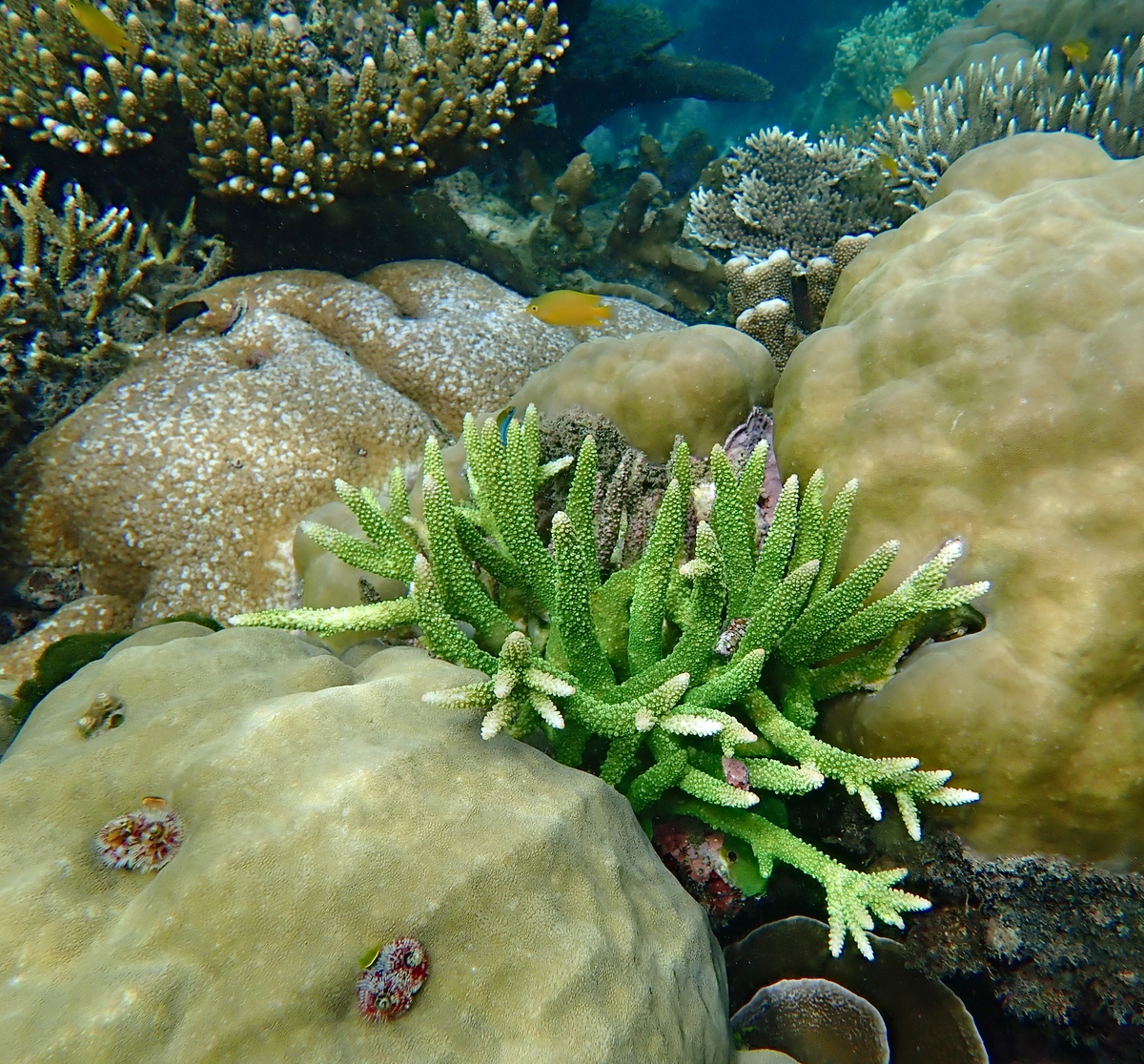 叶羊和绿叶海阔鱼：海洋中的奇妙生物，吃草就能光合作用！