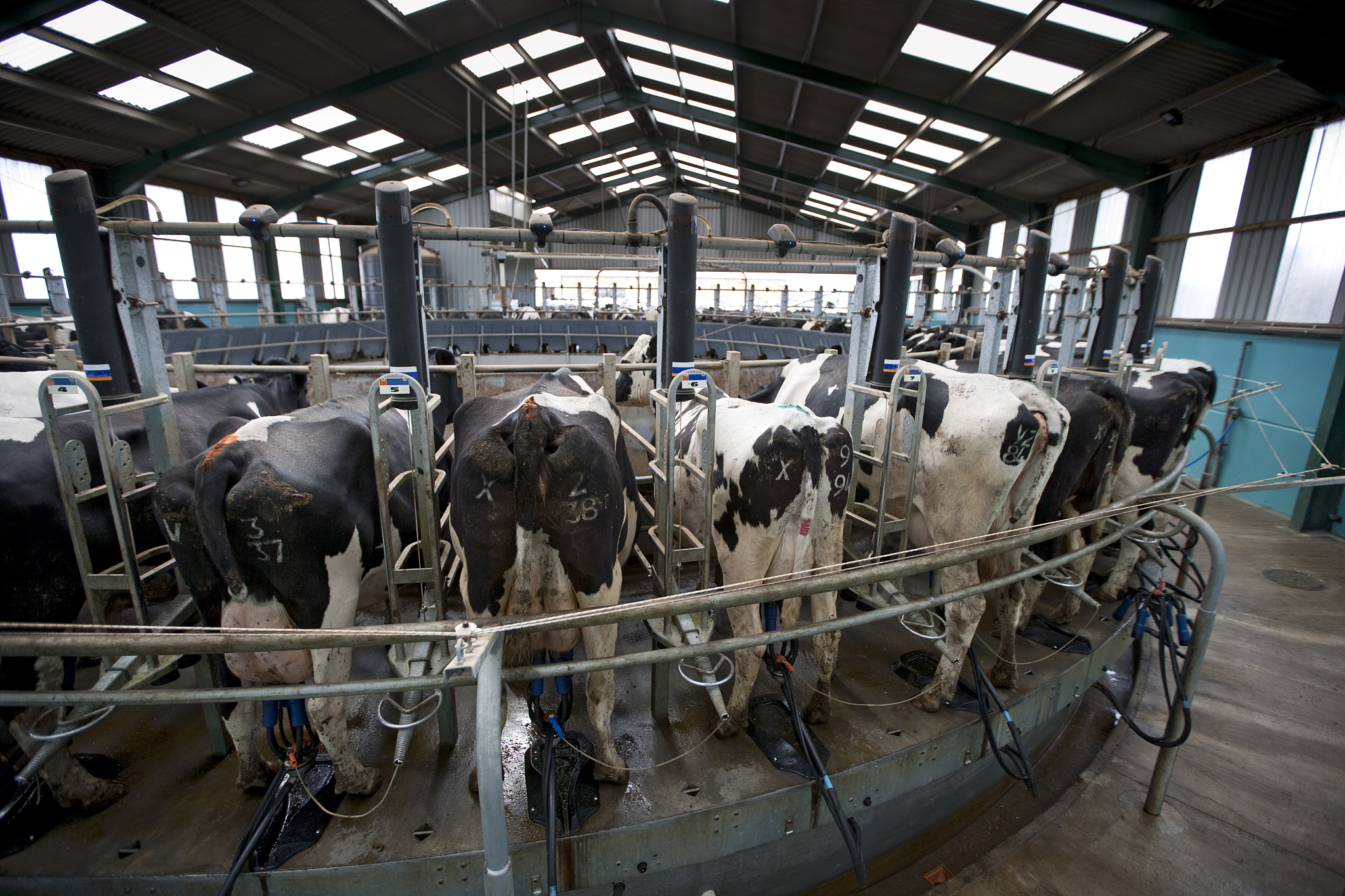 寻找奶牛群的中间产量