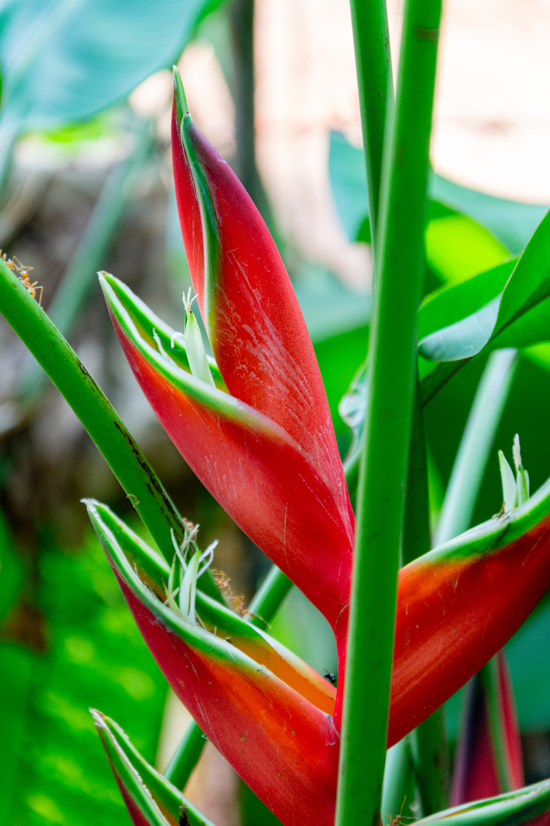 朱顶红花什么时候种植最好第二年还会开花吗2000字
