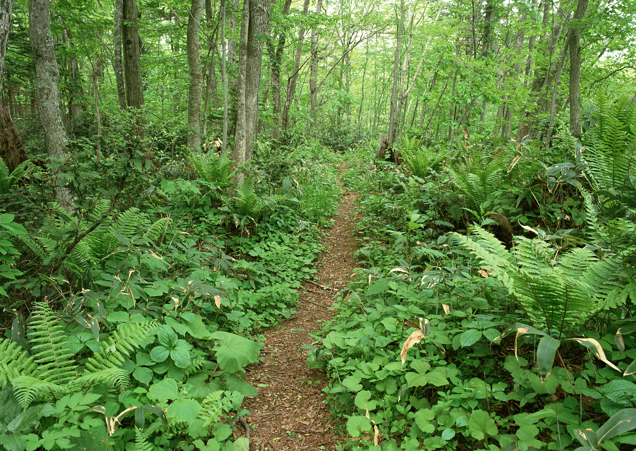 forest and road