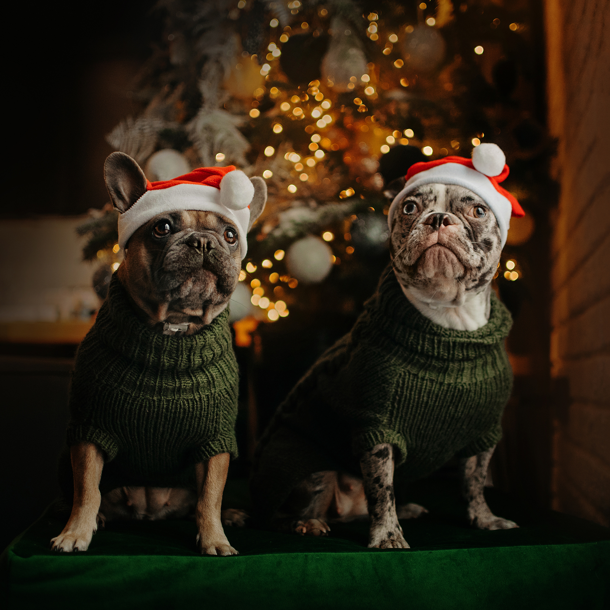 狗狗正常体温是多少？-宠物狗体温范围及发烧判断