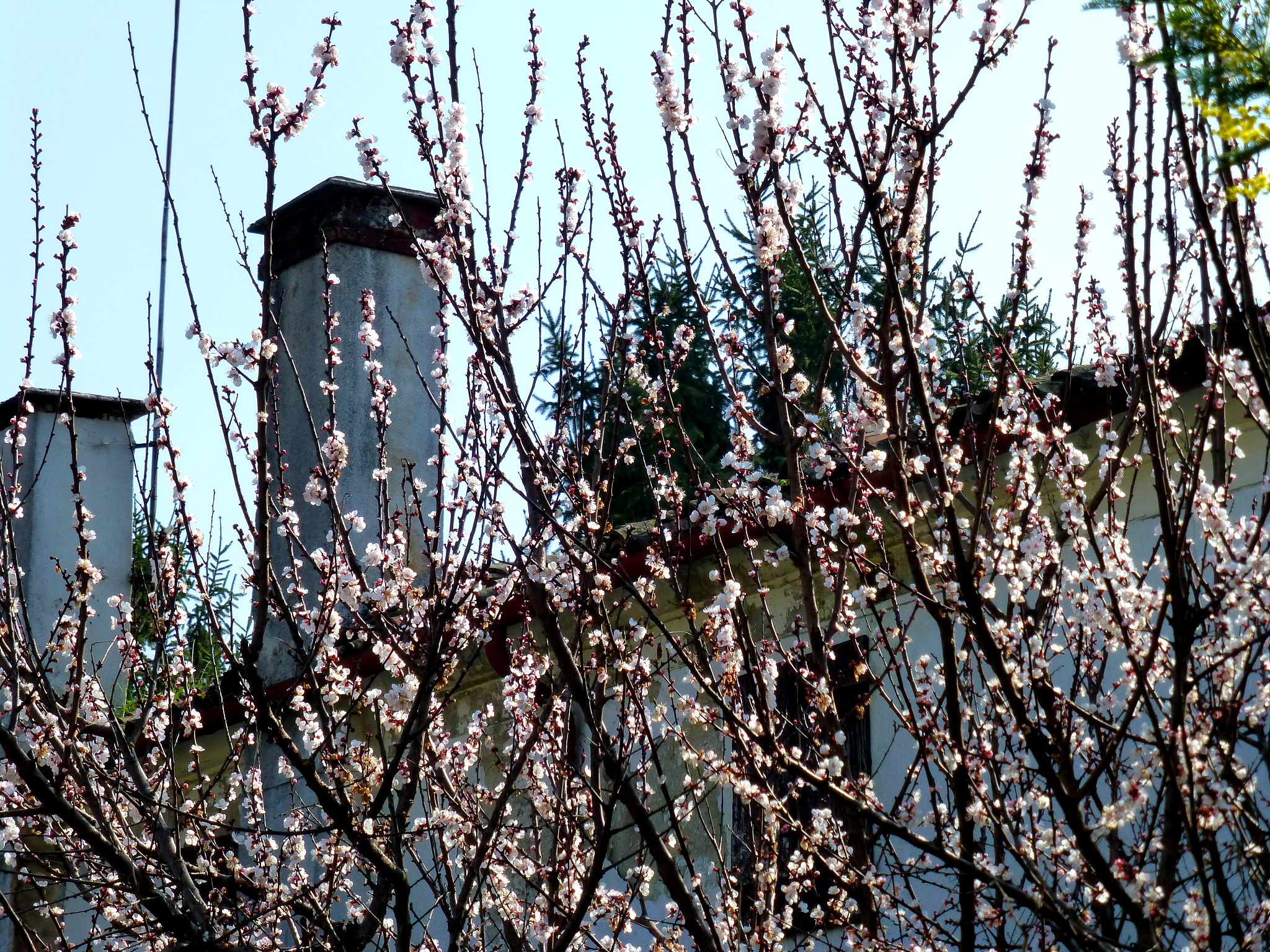 写一篇题目为春天的短文