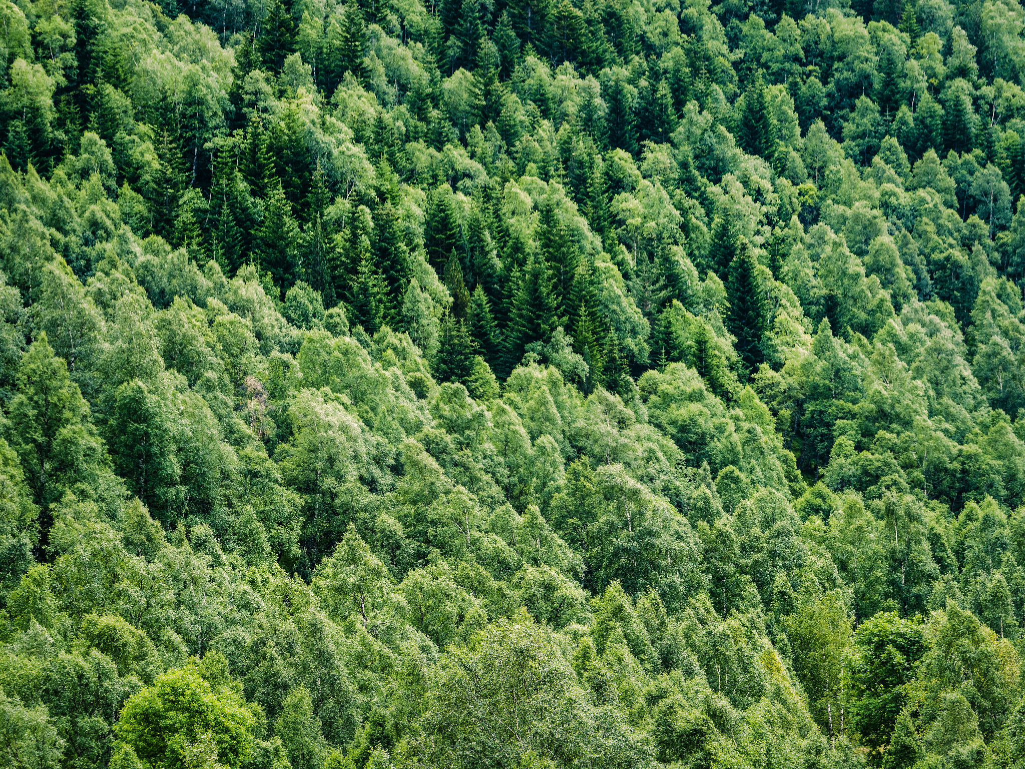 林业对于我国的意义