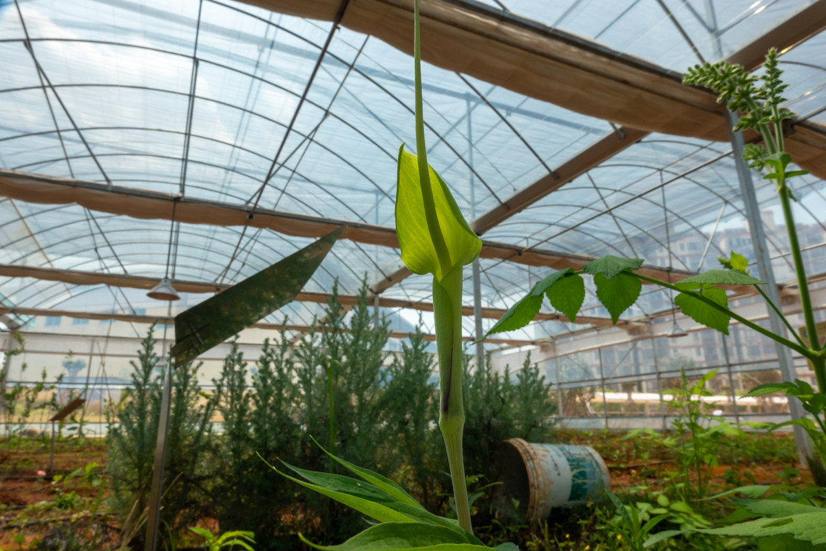 云南农业大学中草药栽培与鉴定专业：优势与发展前景