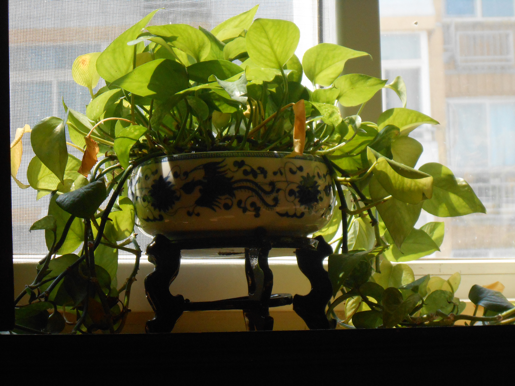 风水学：家中植物难养的位置如何化解？