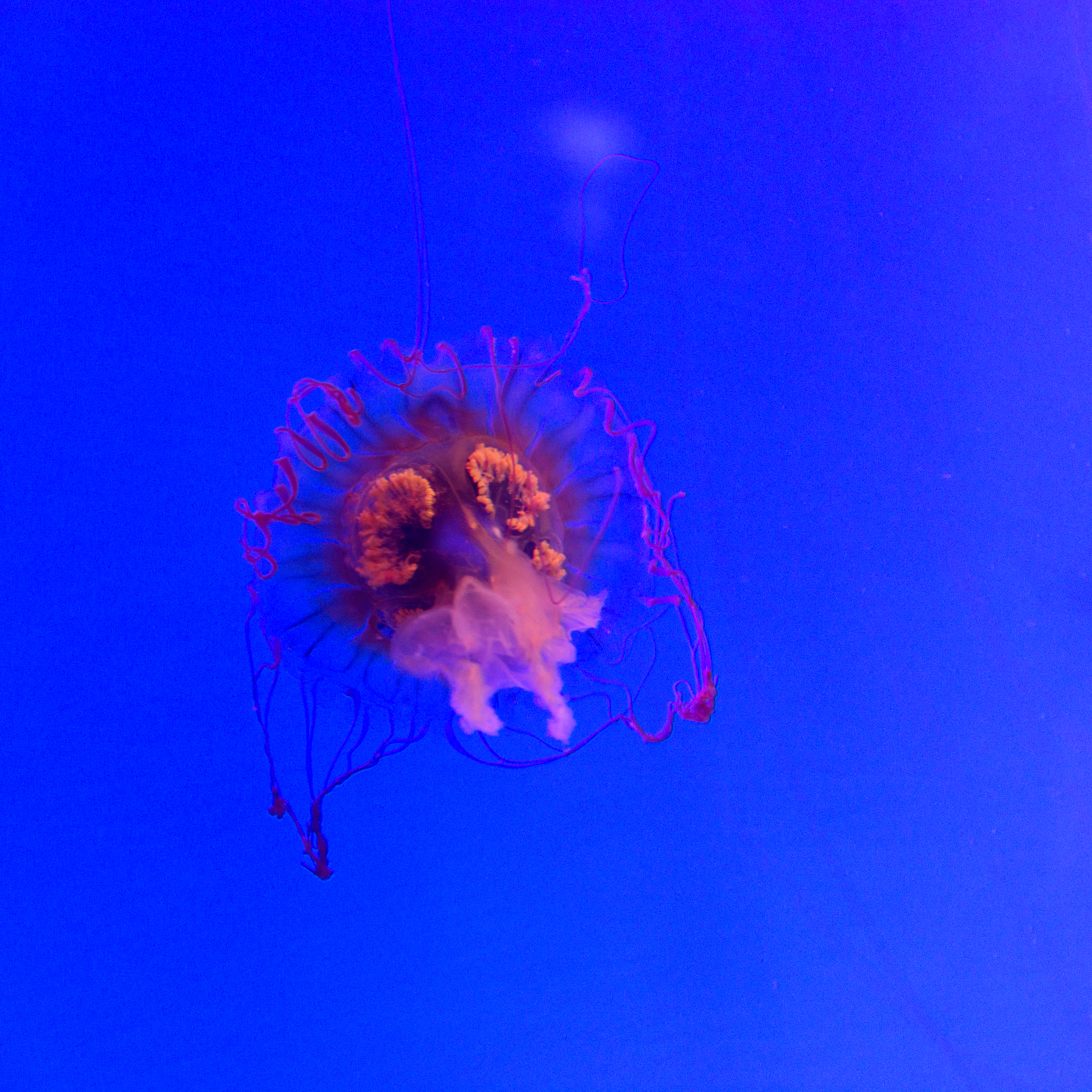 Immortal Jellyfish: The Weird Truth About Turritopsis dohrnii
