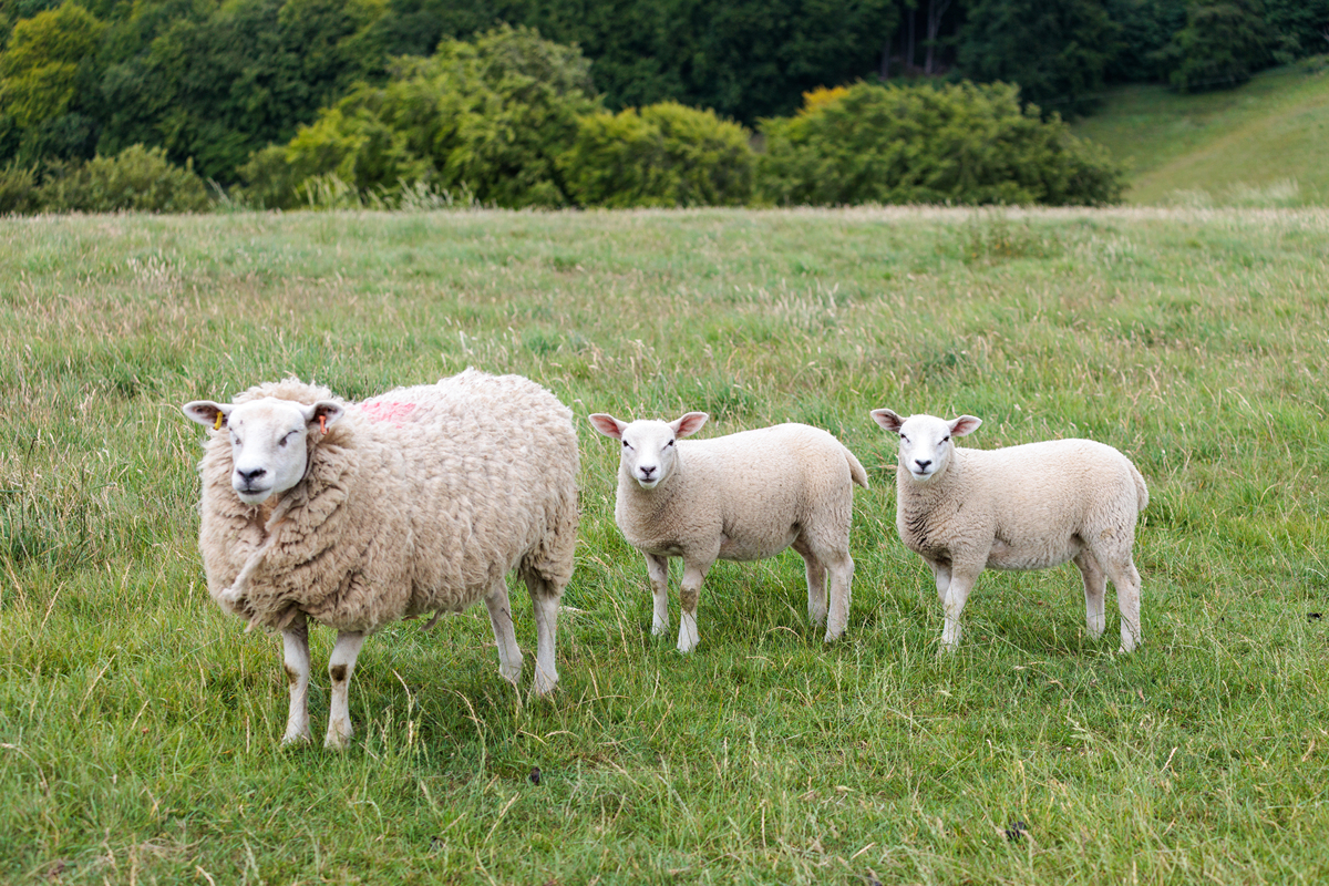 羊走了一个月不肯回来怎么办帮我用200字详细描述