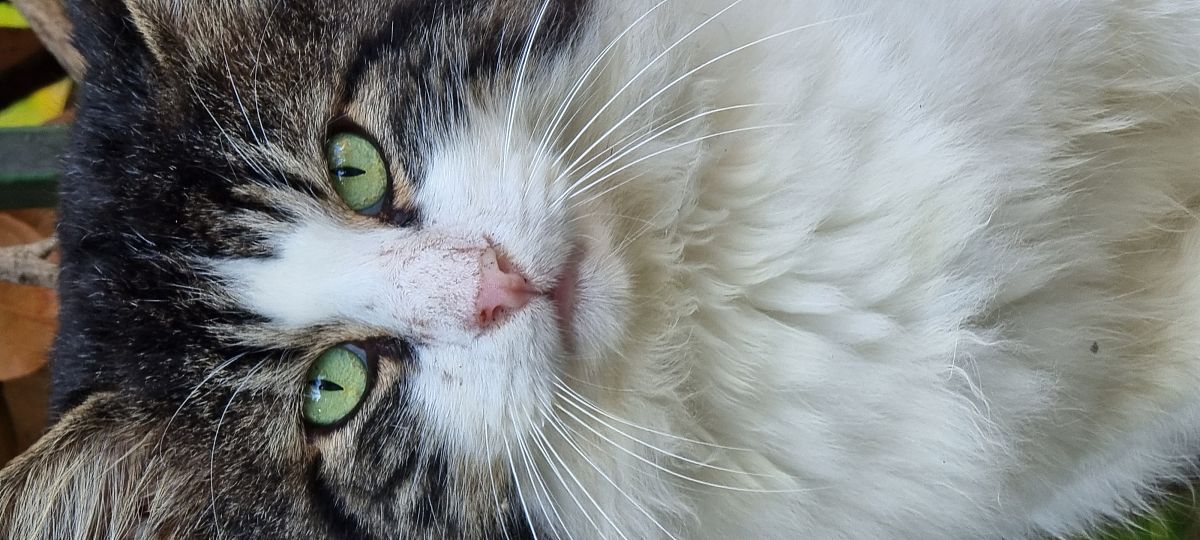 猫尼曼-皮克病预防措施：保护您的爱猫