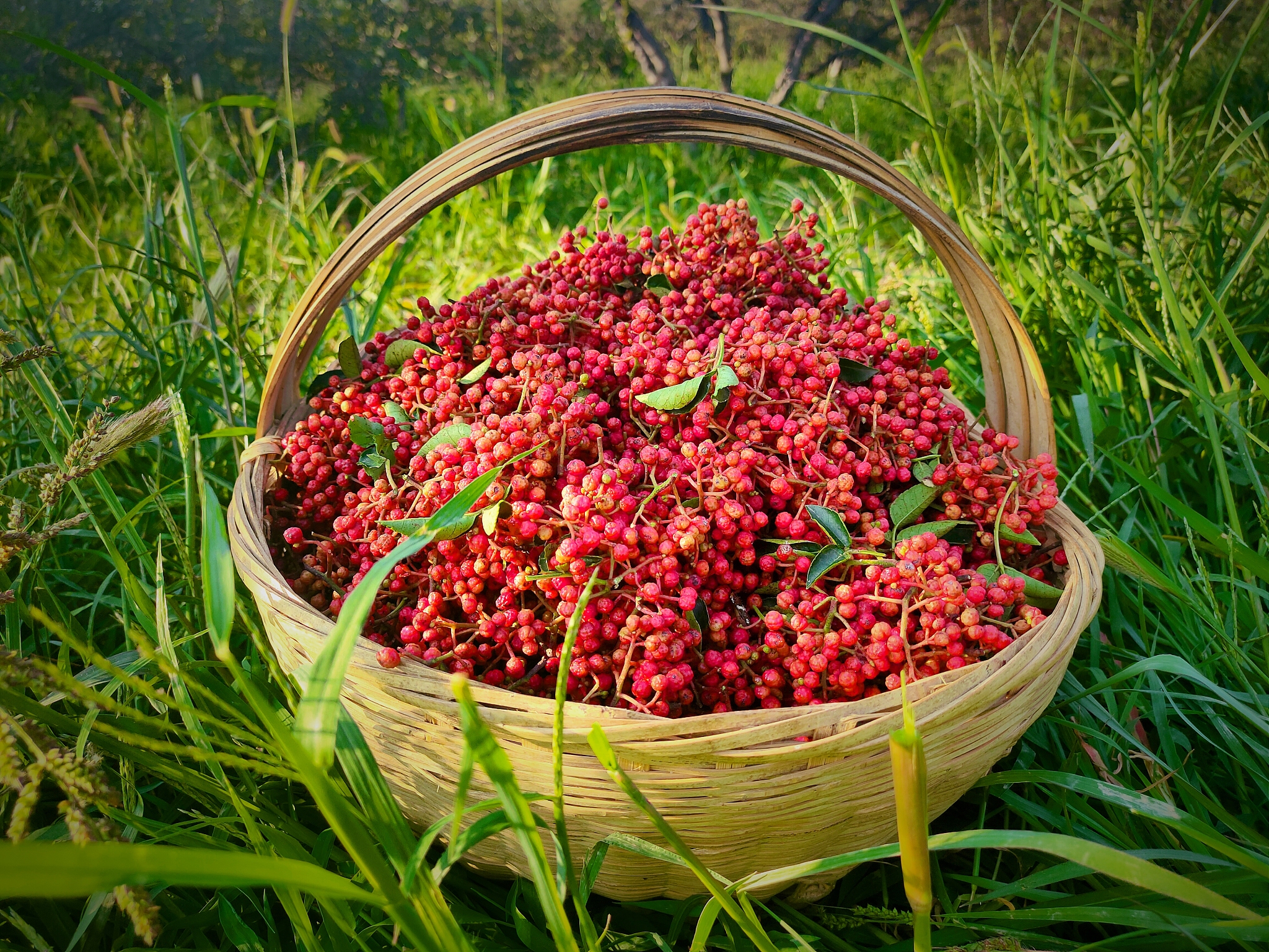 请帮我写1篇不少于800汉字的博客文章语言要幽默口语化。主题是：攀枝花的特产是什么