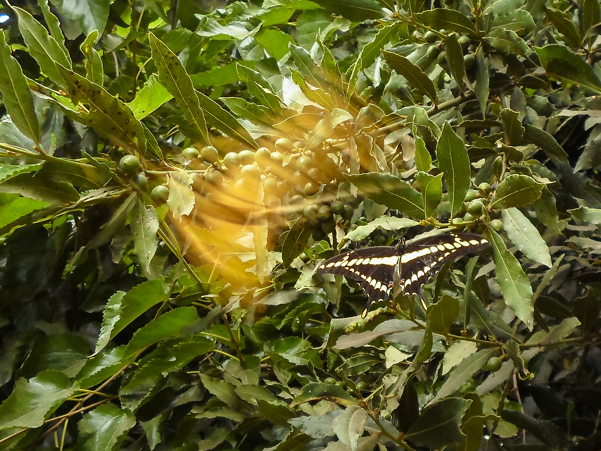 阴河分场云杉有害生物防治工作及工作人员尽职尽责的实践与成效