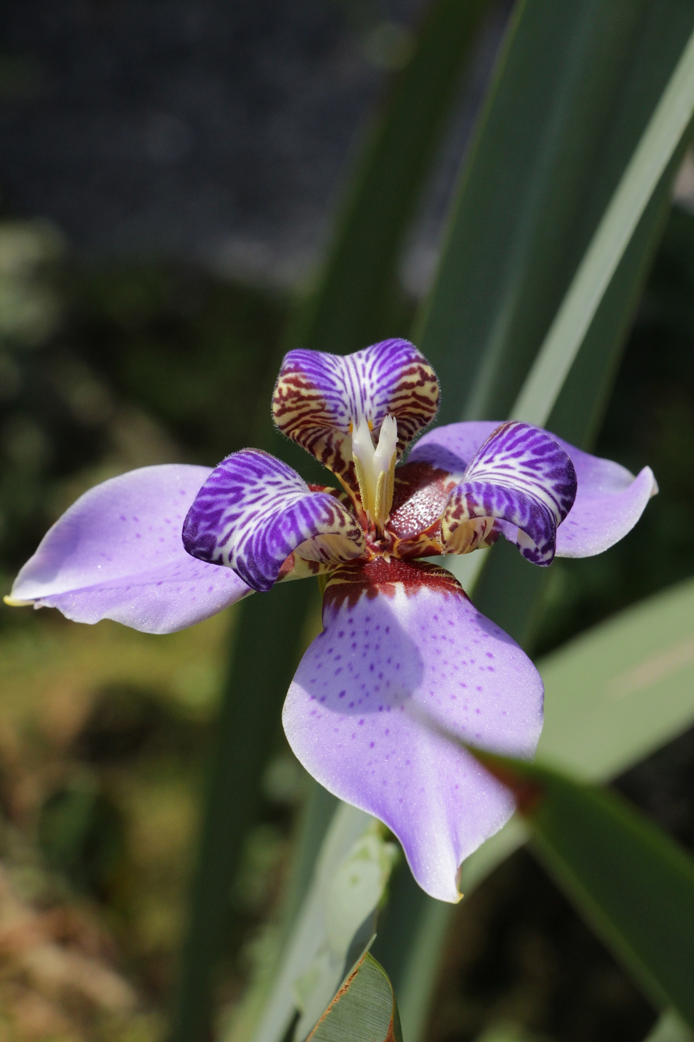 close-up of purple iris flower