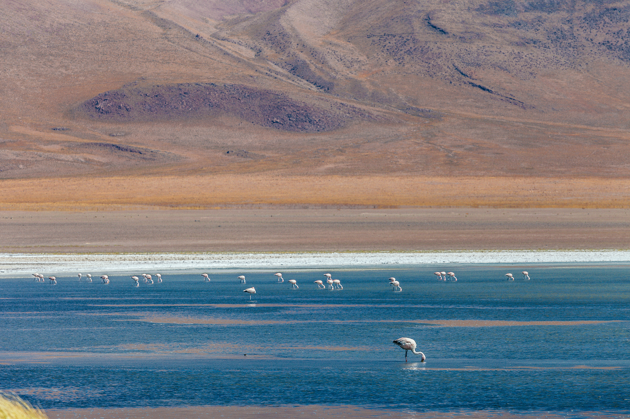 a herd of flamingo, laguna hedionda area, bolivia