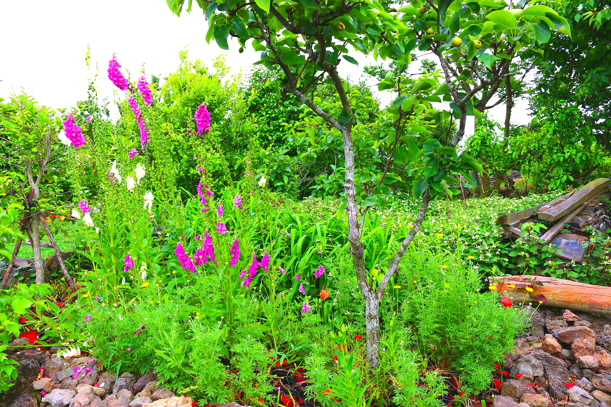 写一篇春天的英语短文