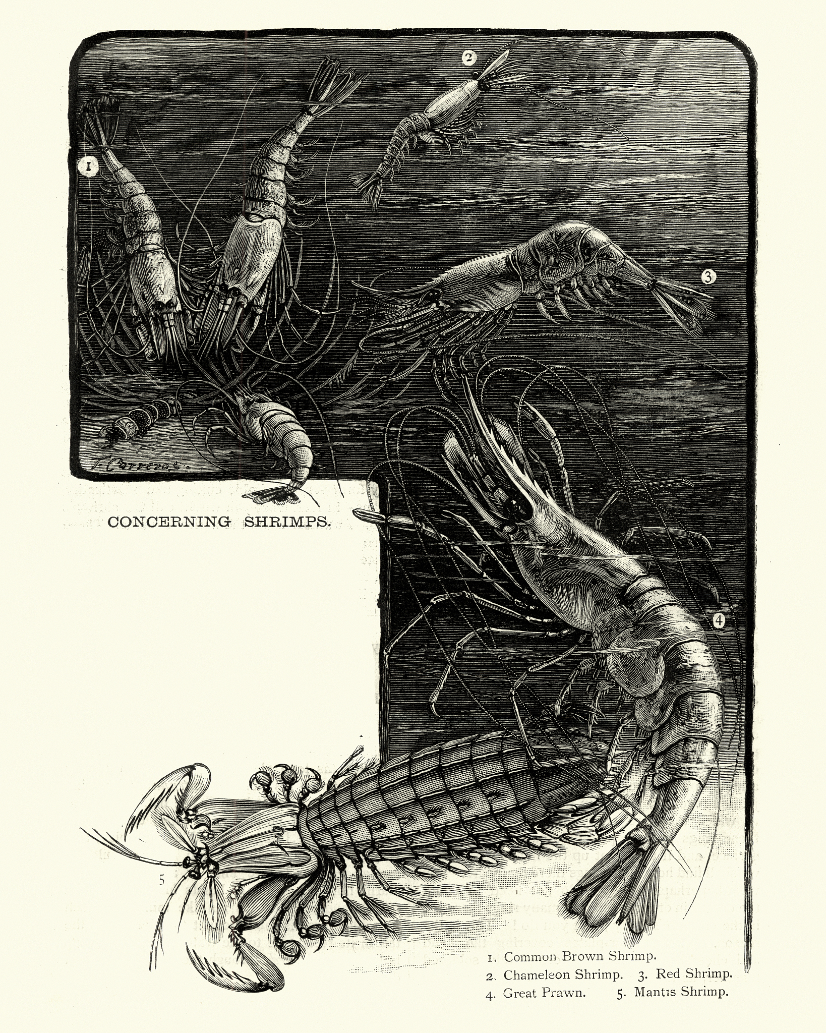 我可以在克苏鲁元素电影中添加哪些哲学思想