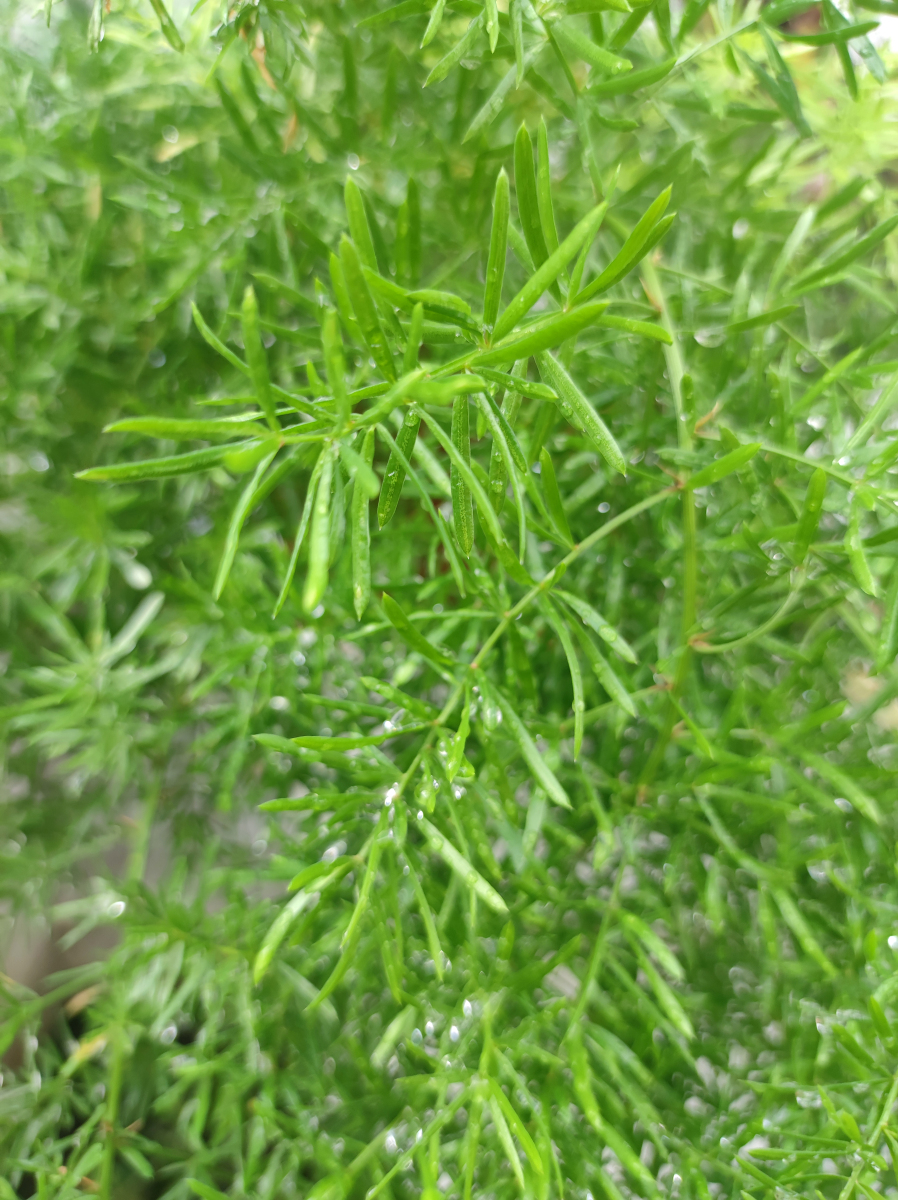 芦笋种子催芽技巧大揭秘:轻松掌握,绿意盎然